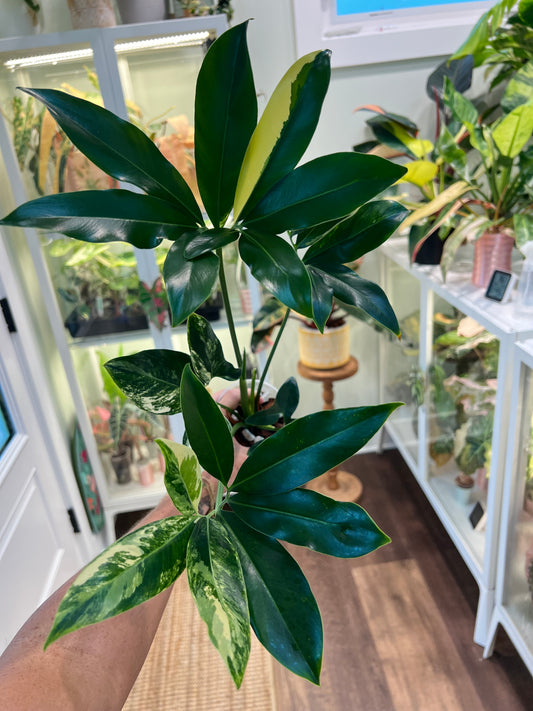 Thaumatophyllum Spruceanum Variegated (Philodendron Goeldii)