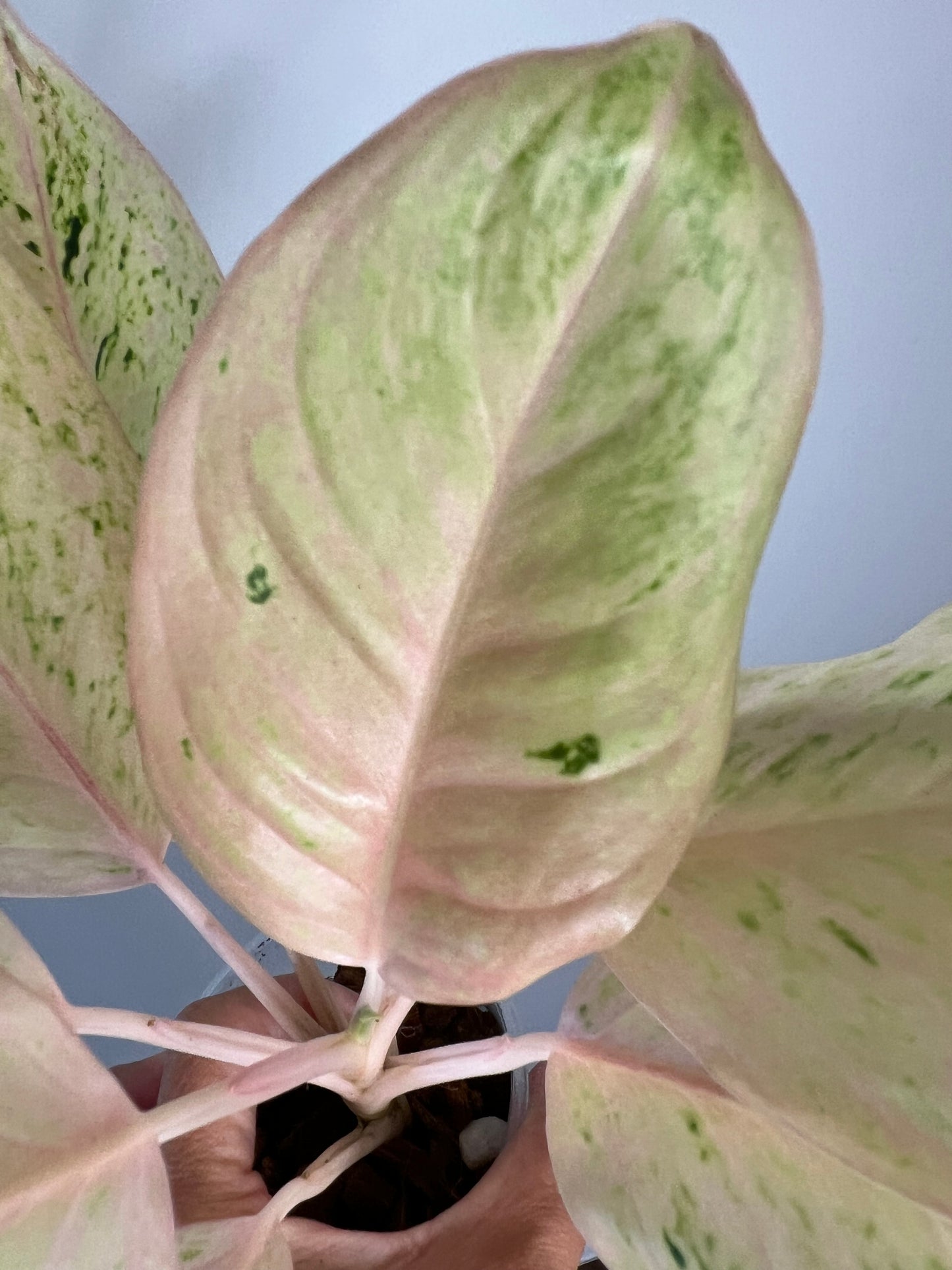 Aglaonema Intan Ice Cream