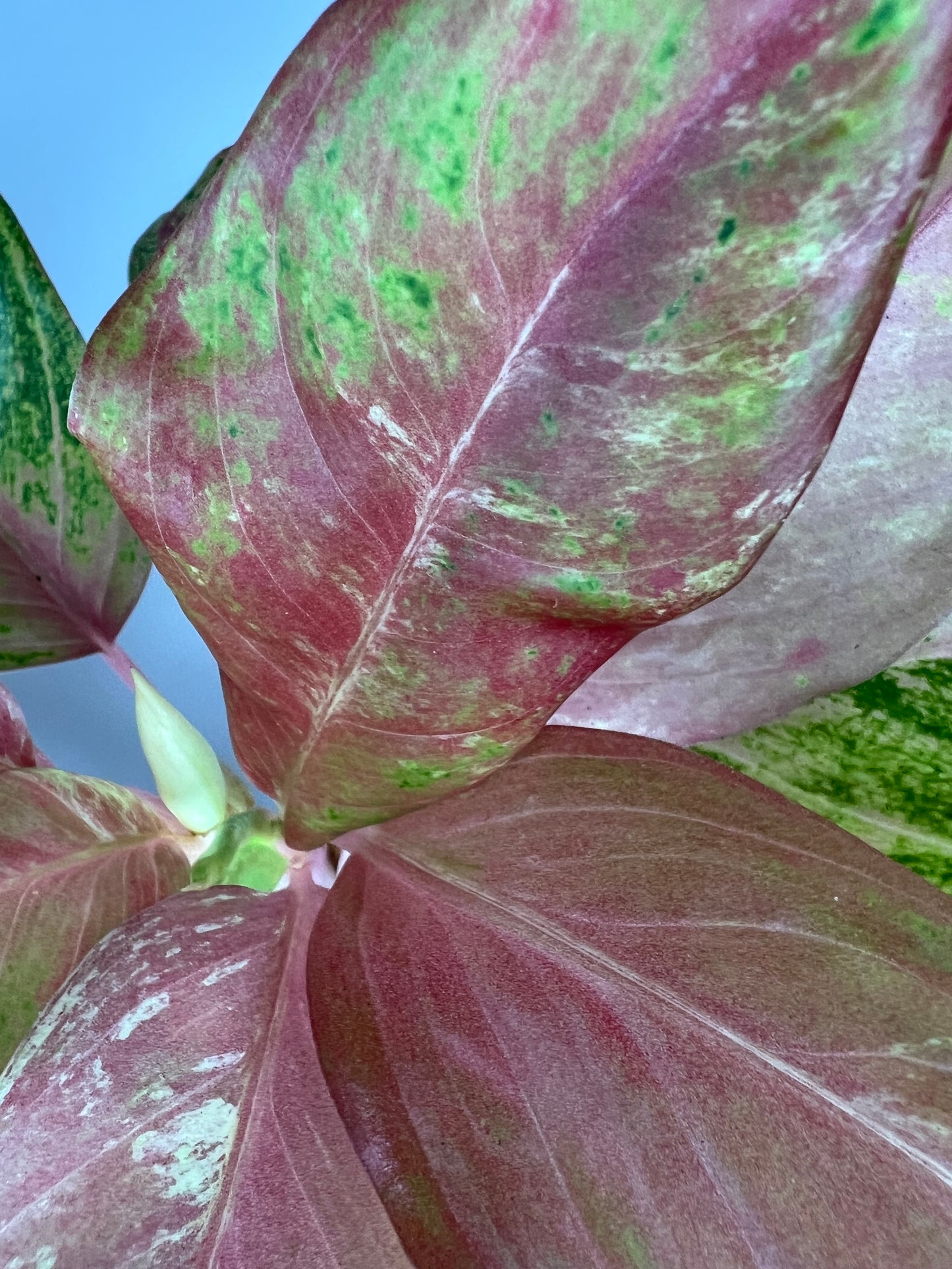 Aglaonema Bethany Variegated