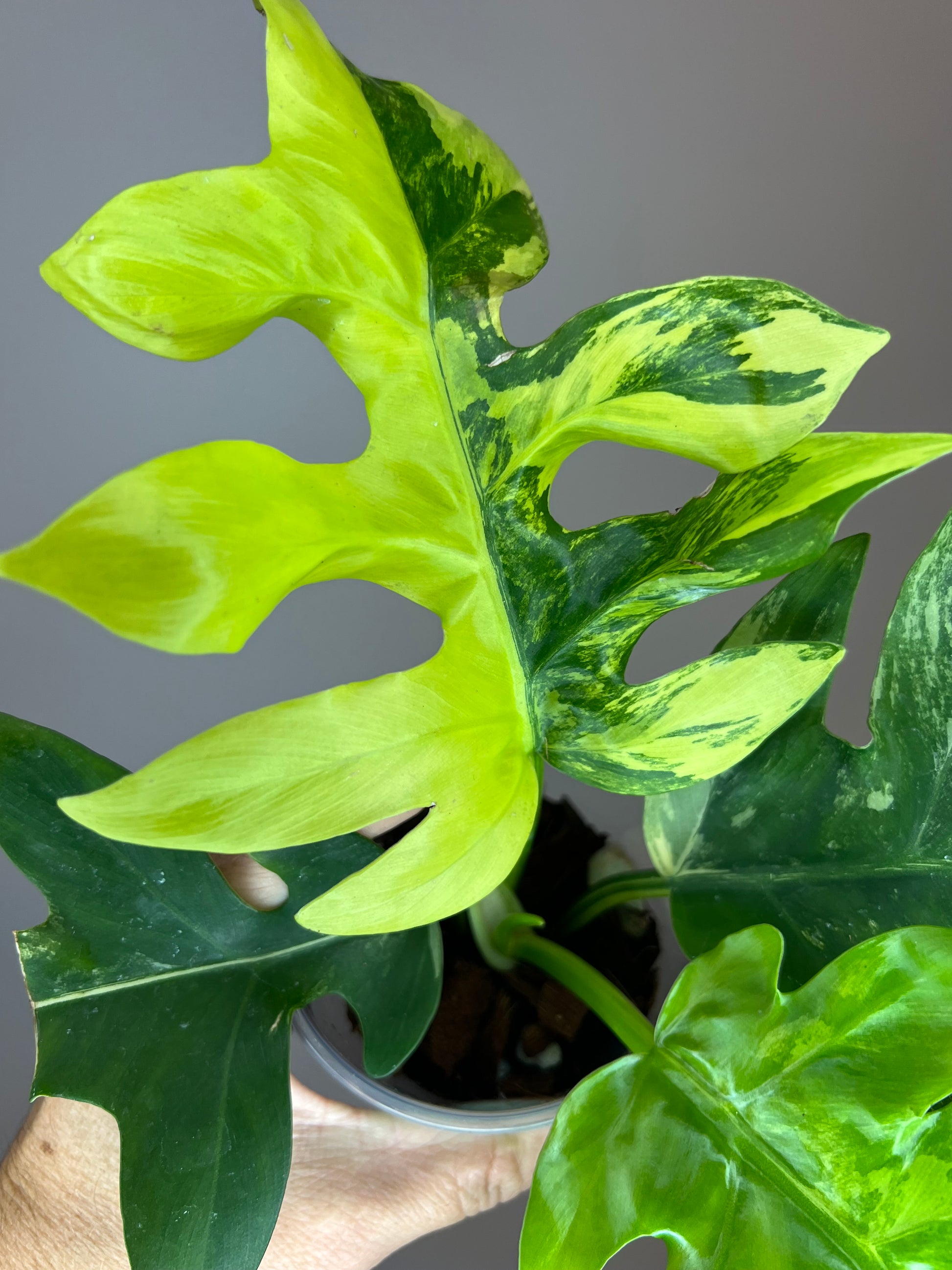 mosaic philodendron Philodendron Distantilobum Variegated - Rare Climbing Plant