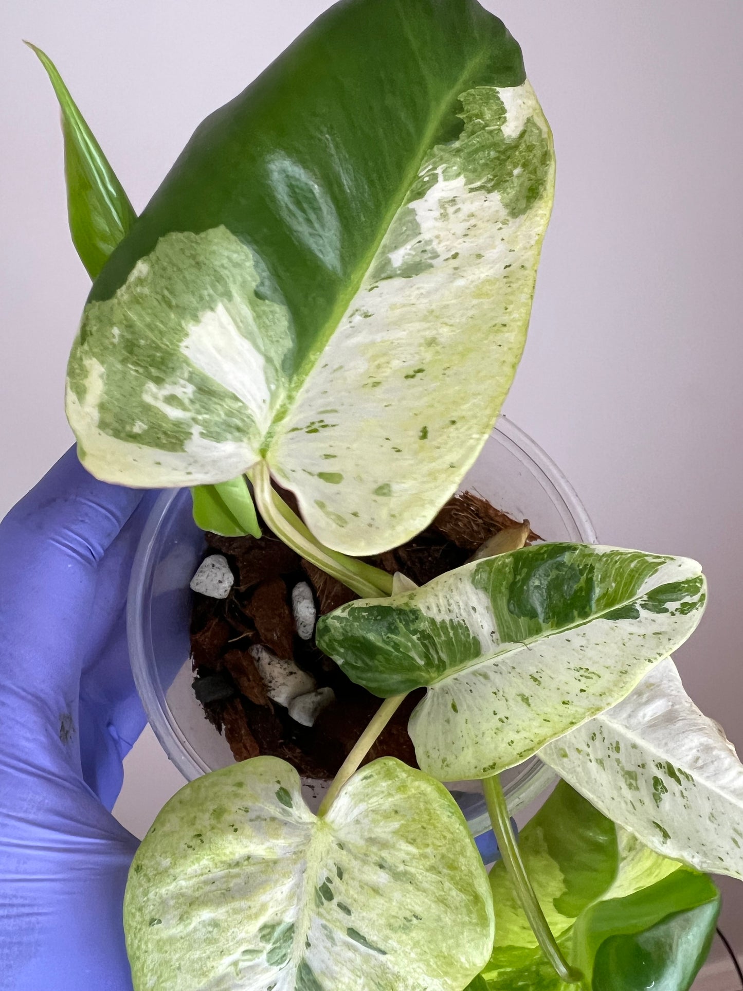 Philodendron Burle Marx Snow White C