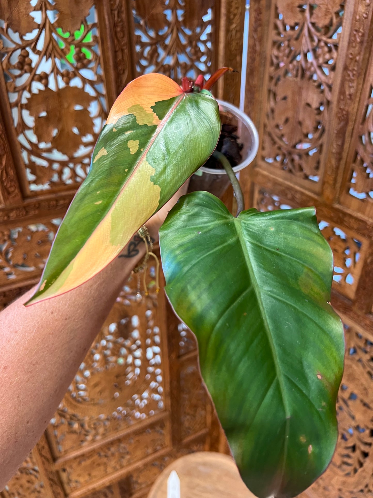 Philodendron Dark Lord Variegated