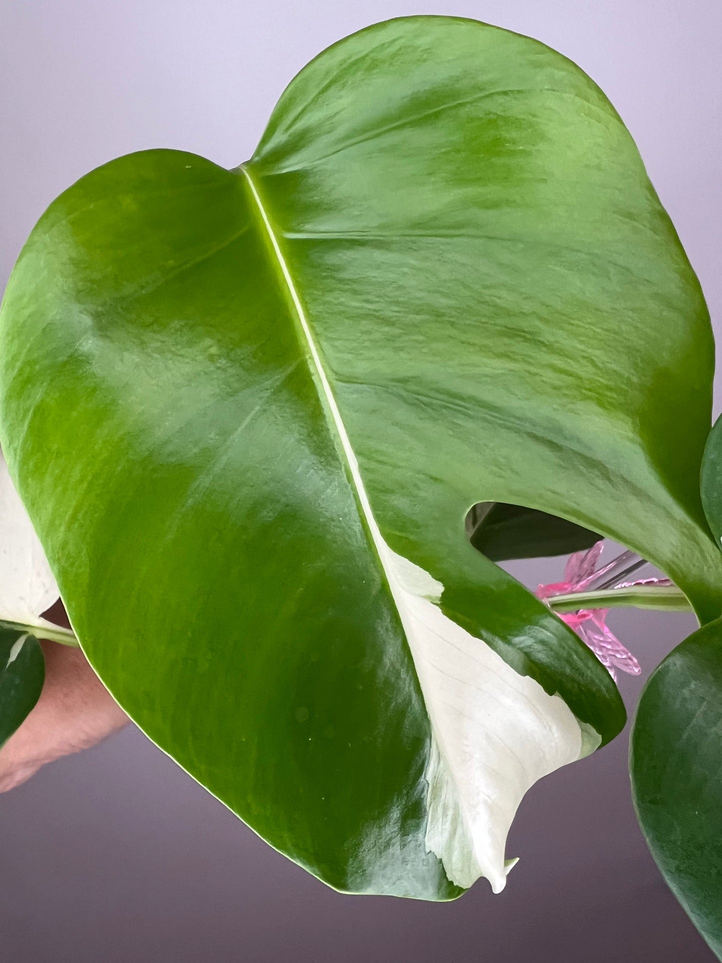 Monstera Borsigiana Albo