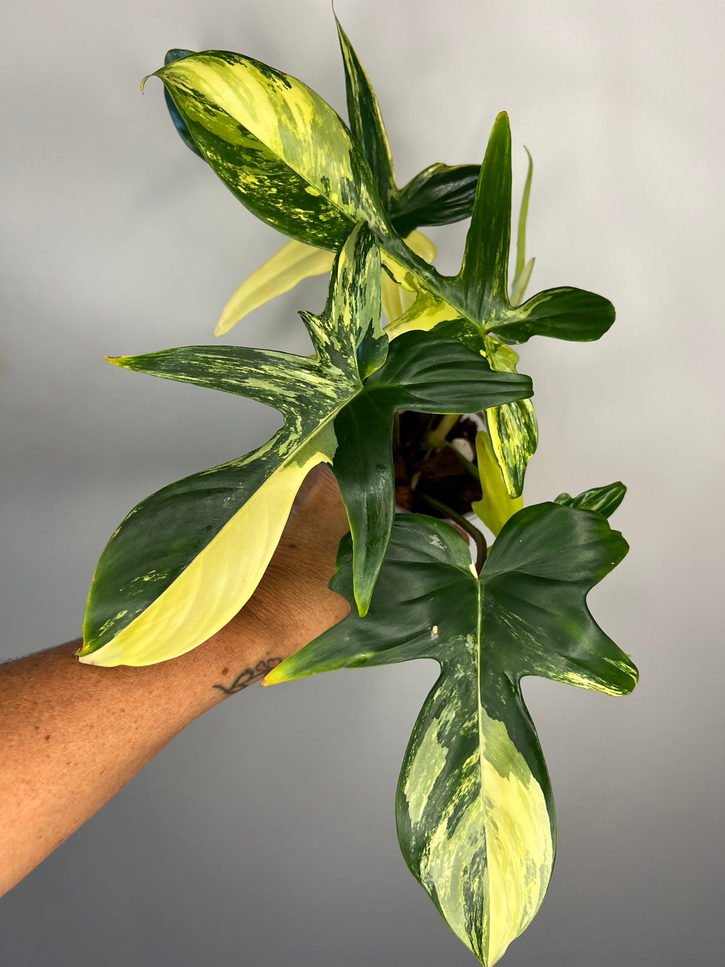 Philodendron Florida Beauty Variegated