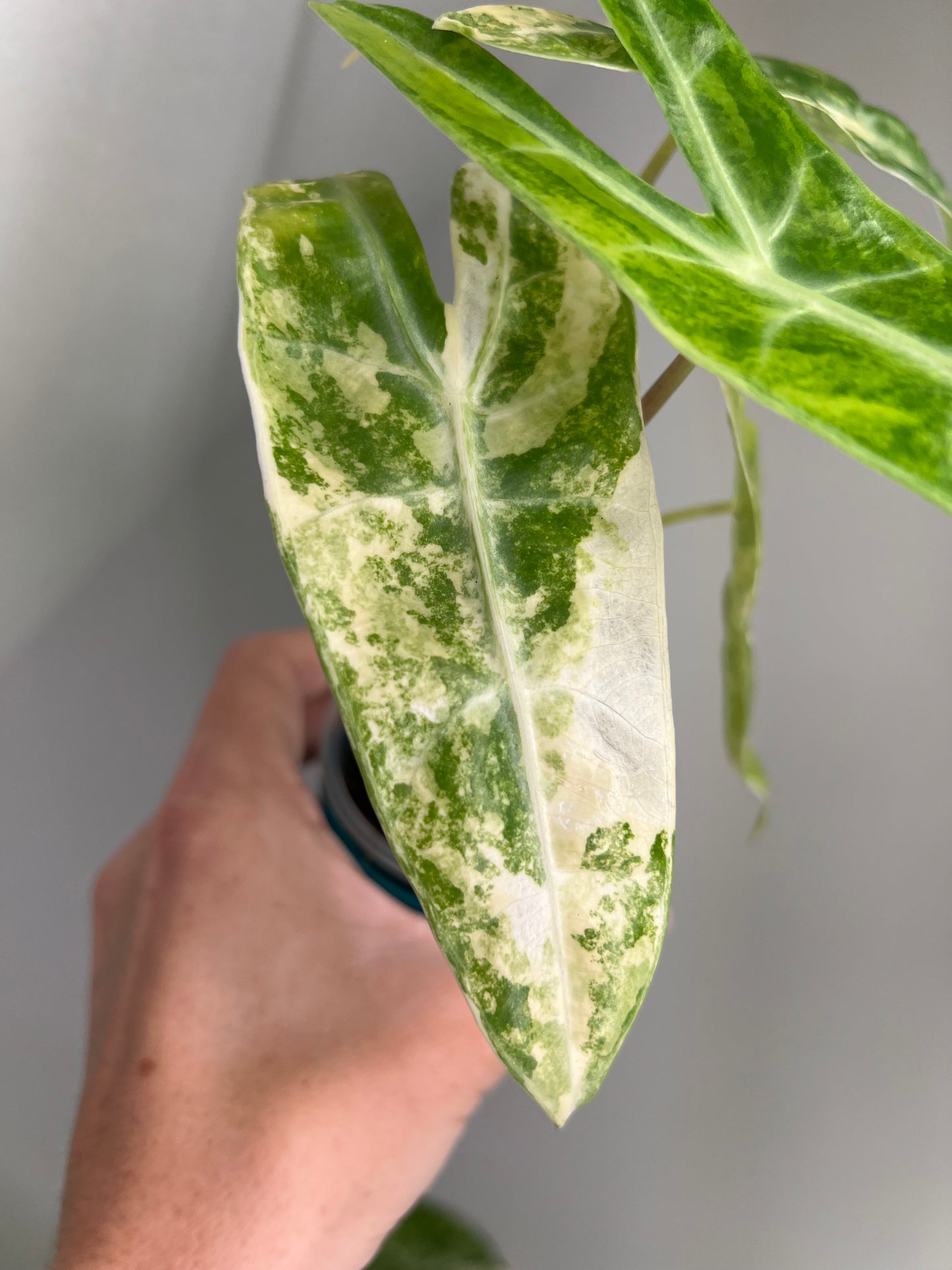 Alocasia Lucifer Aurea (Silver Bone) Corms