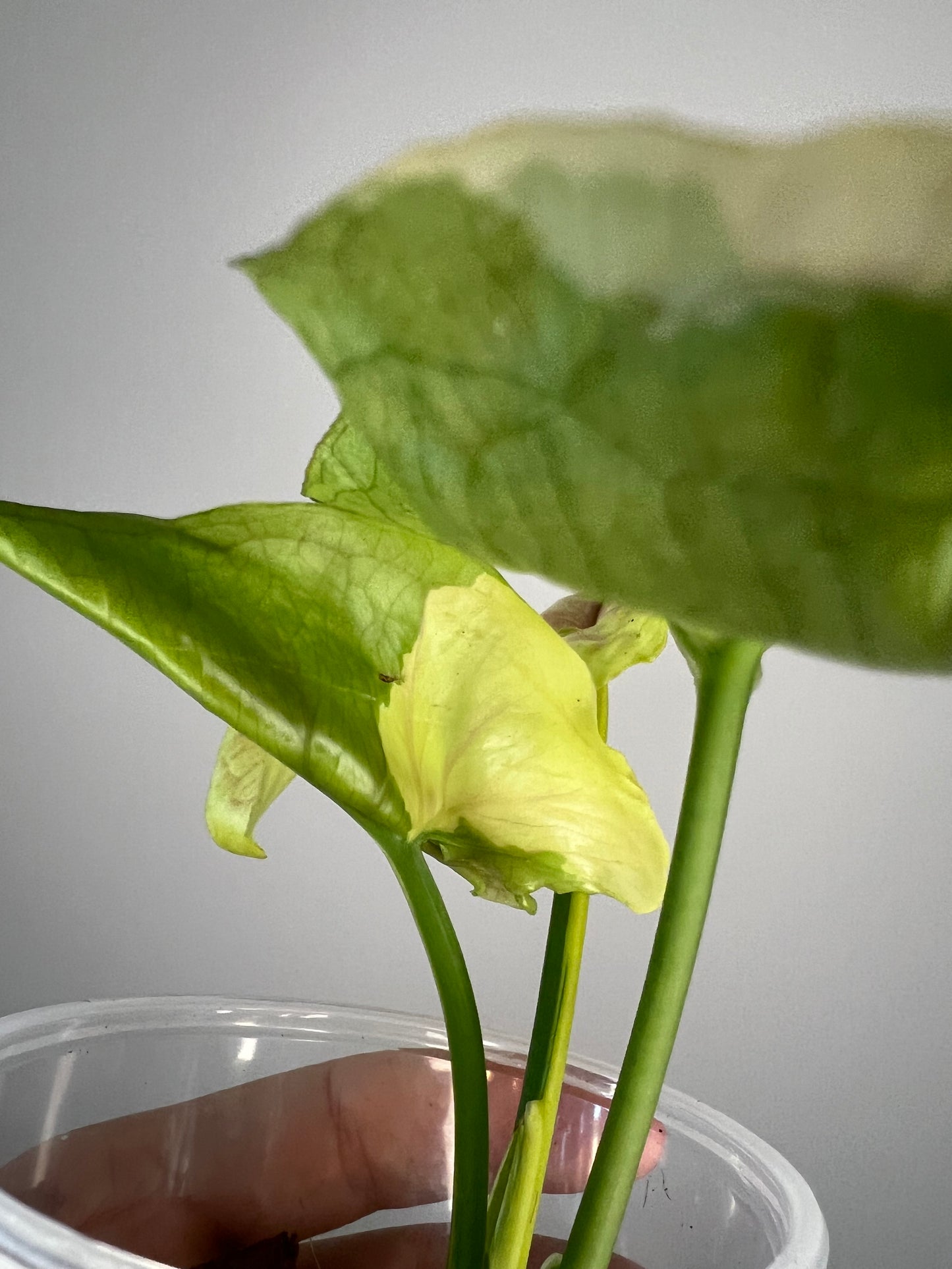Syngonium Mango Allusion