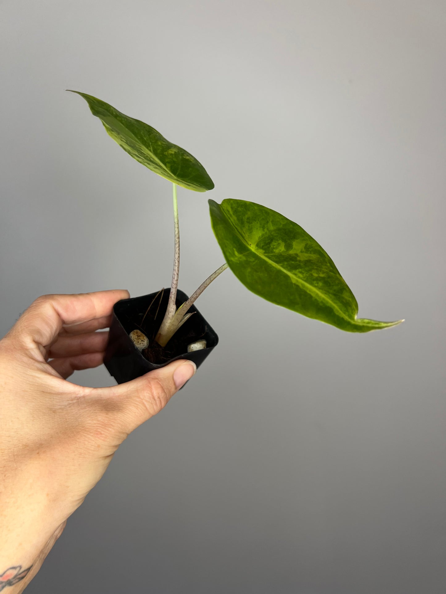 Alocasia Flamingo x Calidora x Hongkongensis x Black Velvet