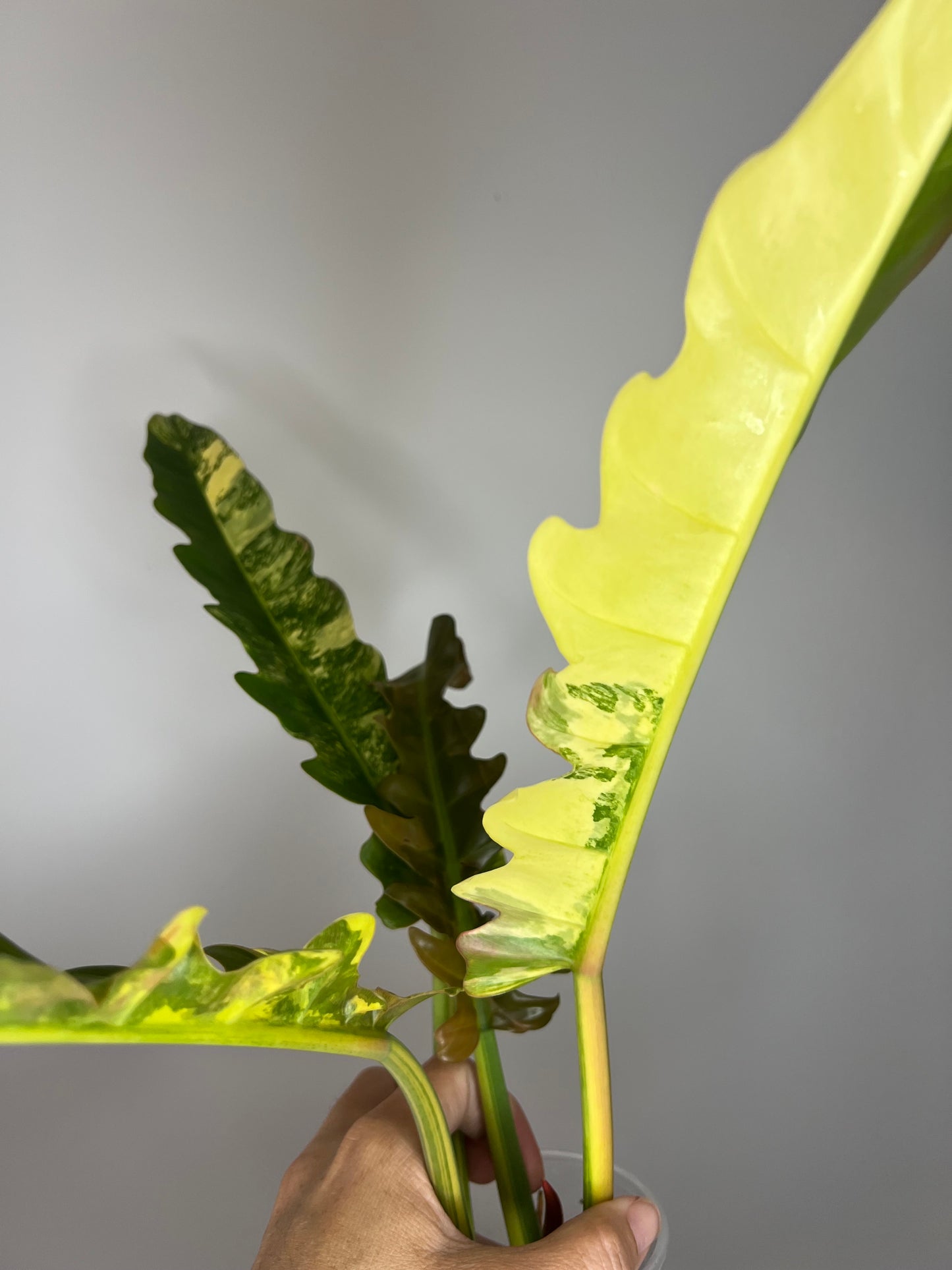 Philodendron Jungle Boogie Variegated