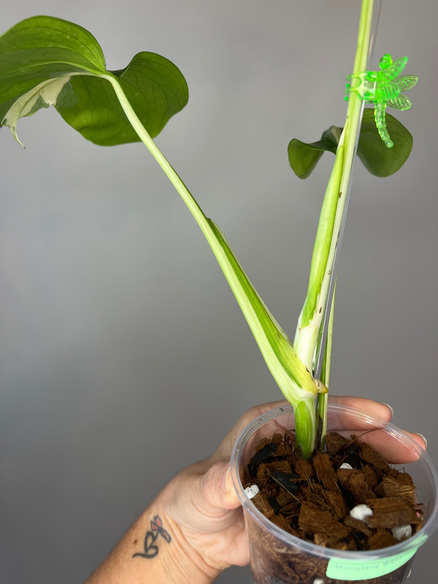 Monstera White Lava 🌋