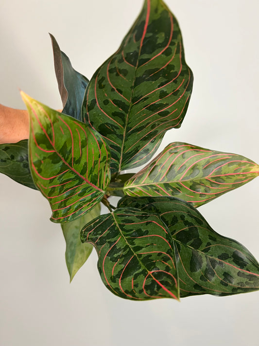 Aglaonema Red Army