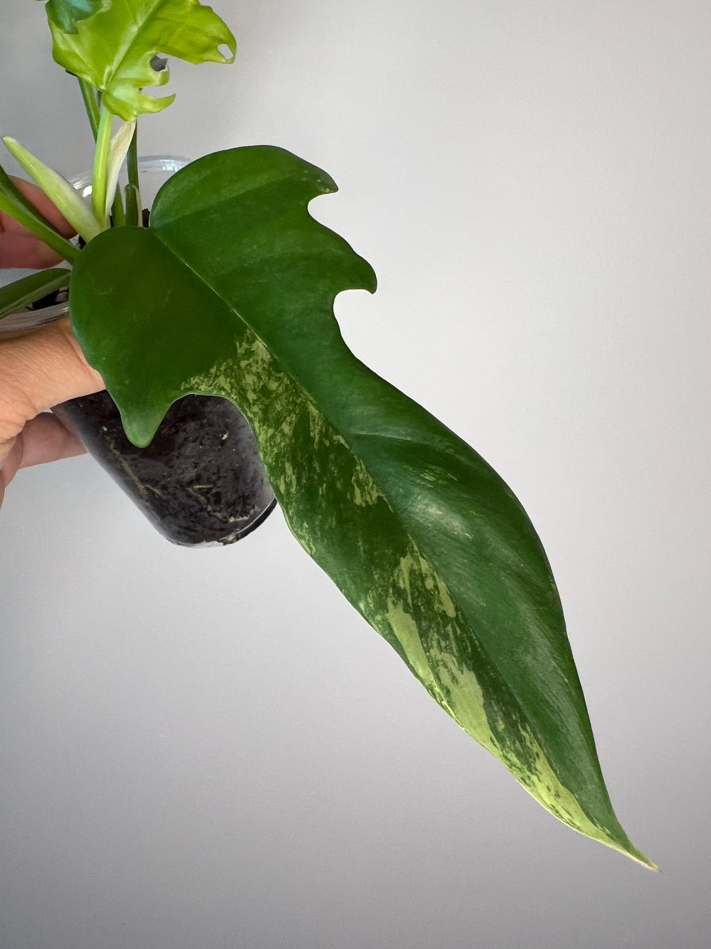 Philodendron Florida Beauty x Tortum Variegated