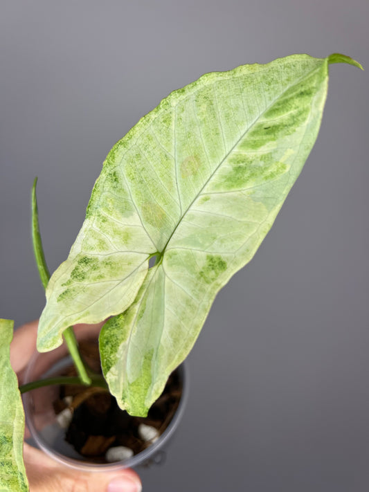 Syngonium White Butterfly Variegated