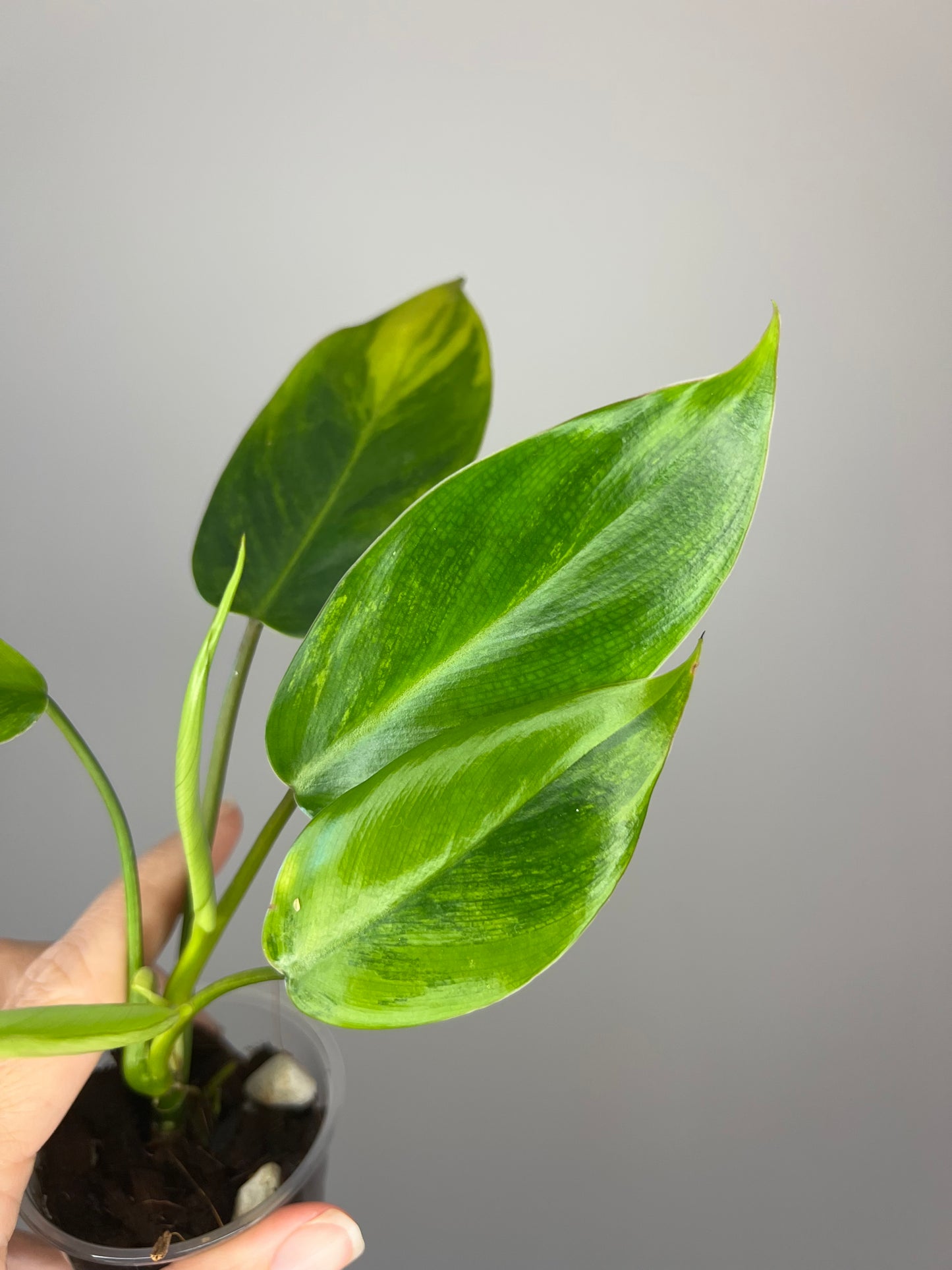 Philodendron Avocado Shake