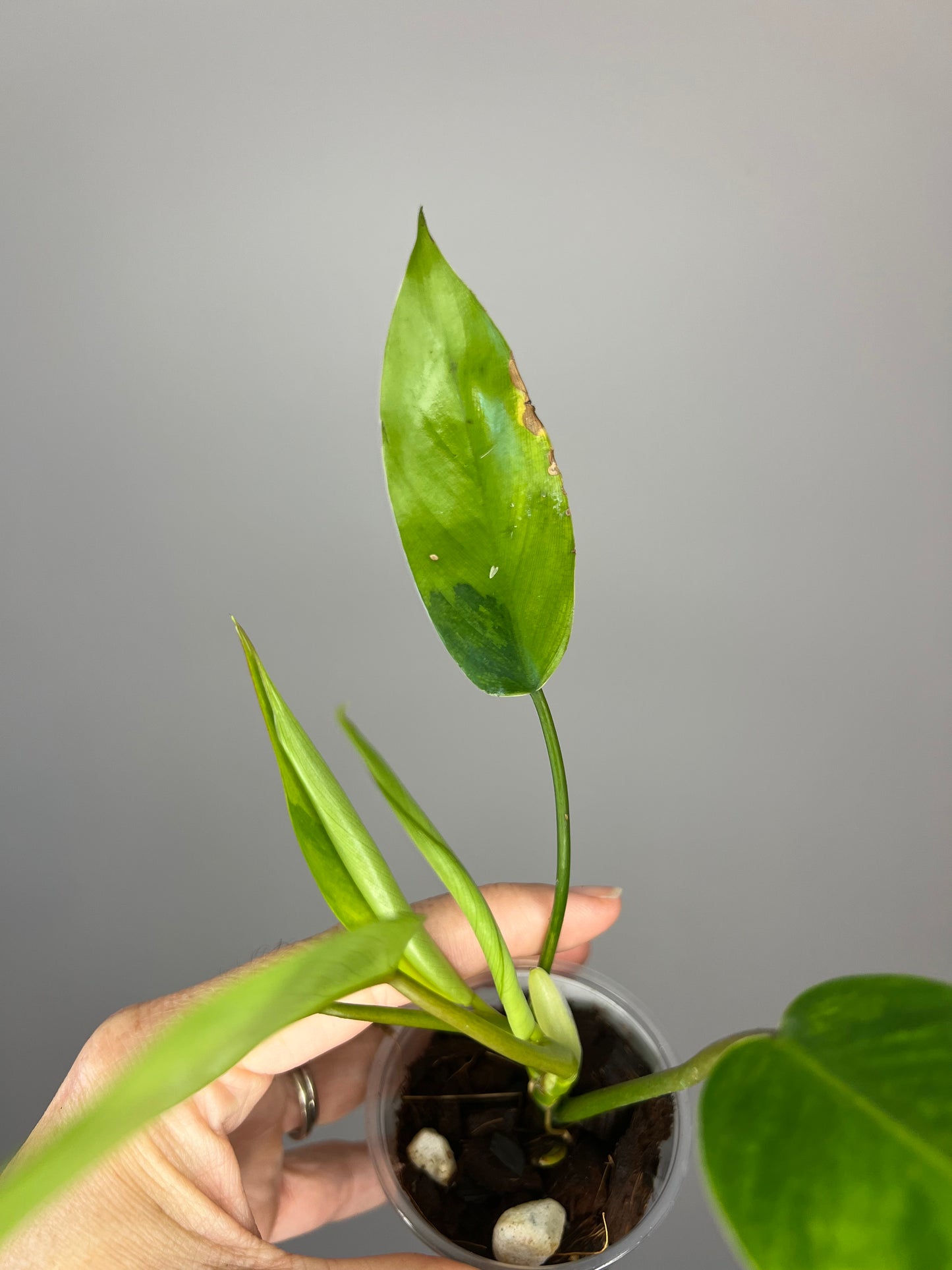 Philodendron Avocado Shake