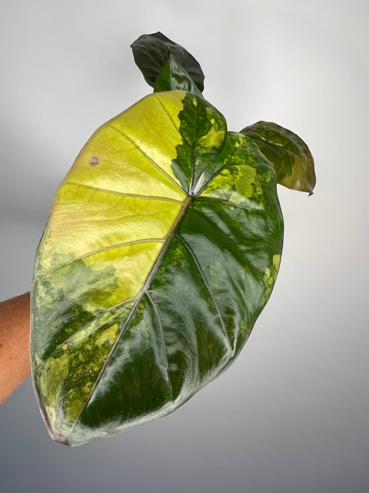 Alocasia Yucatan Princess Variegated