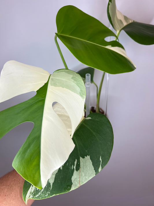 Monstera Borsigiana Albo