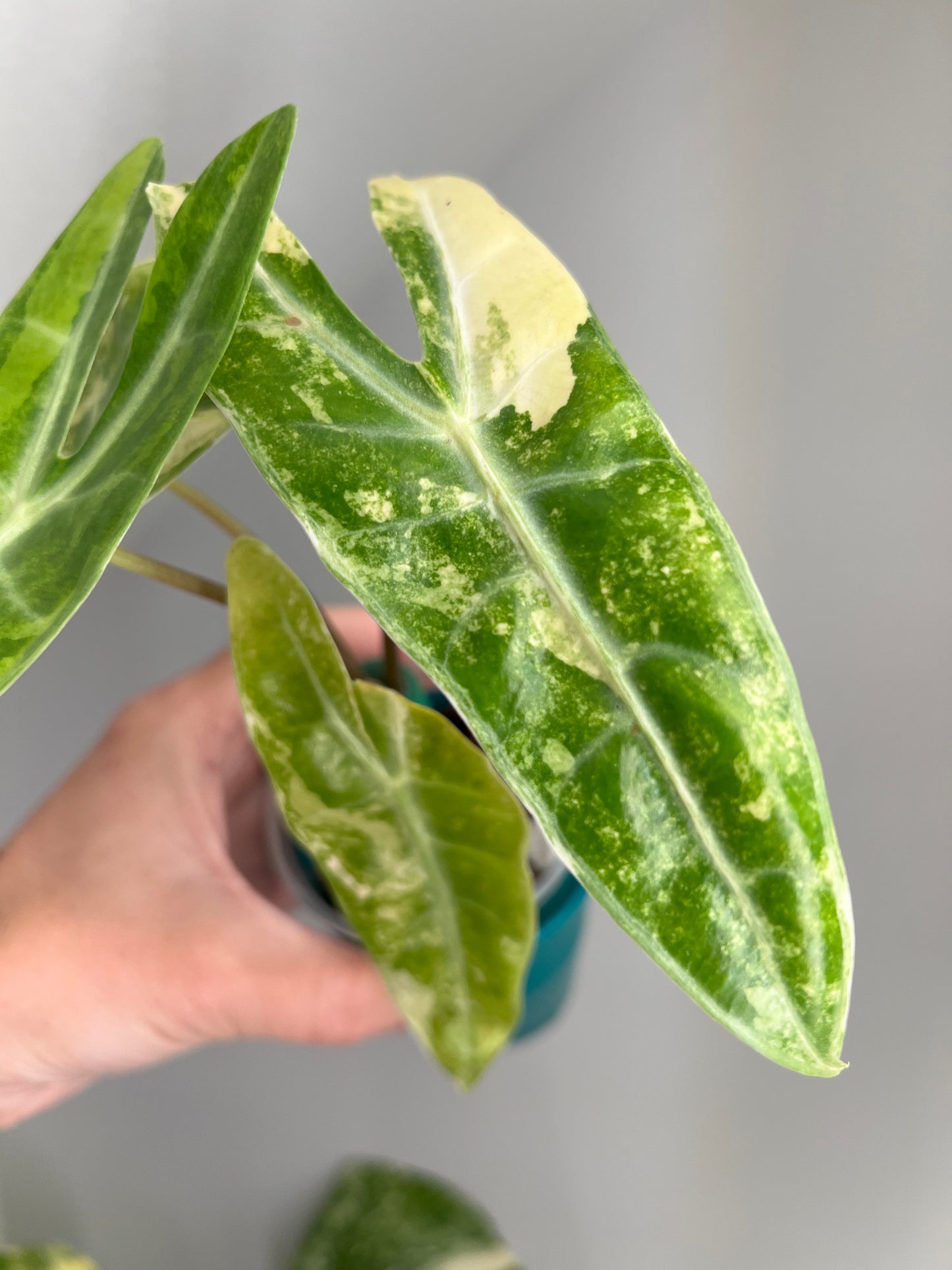 Alocasia Lucifer Aurea (Silver Bone) Corms