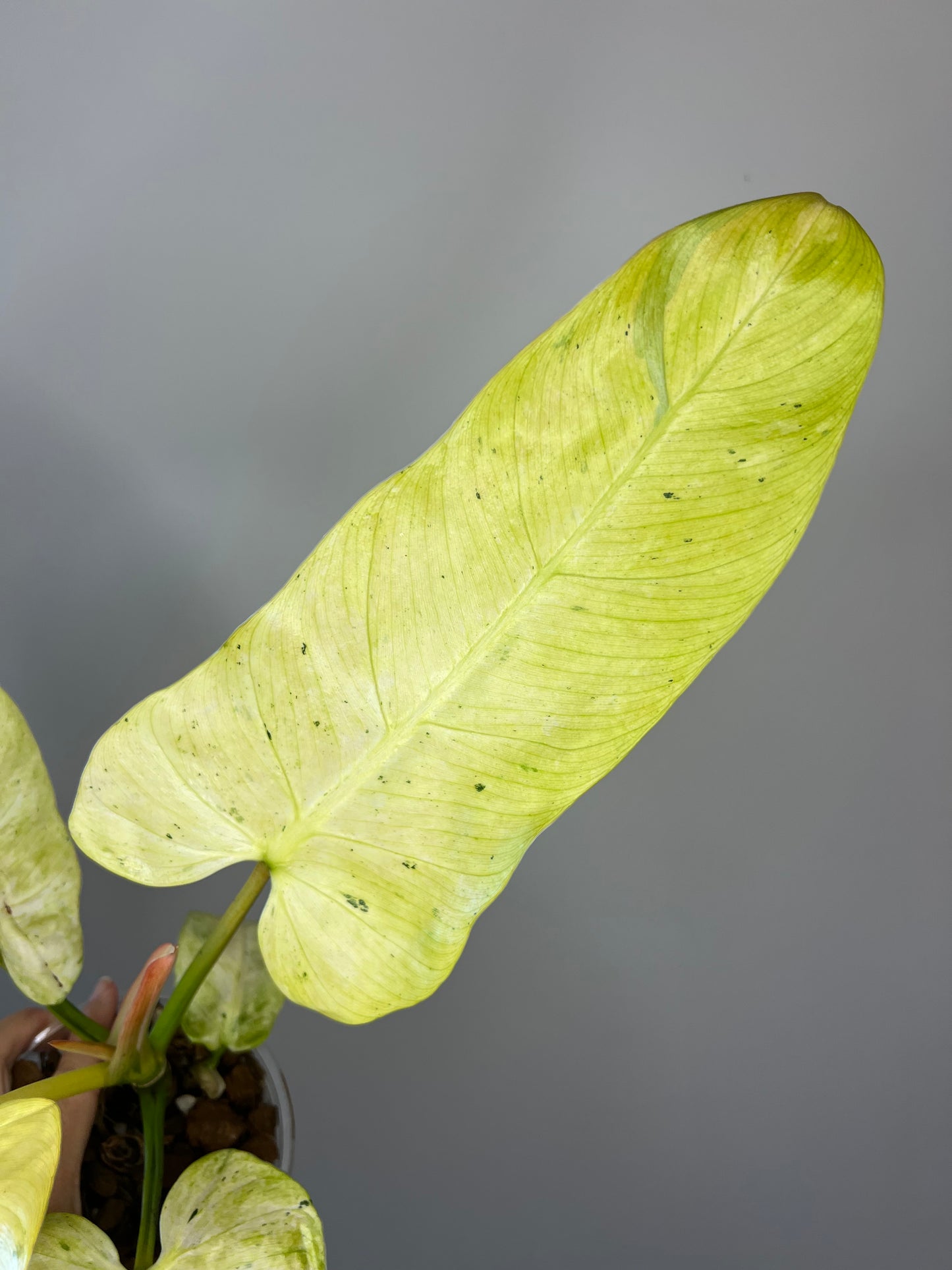 Philodendron Whipple Way