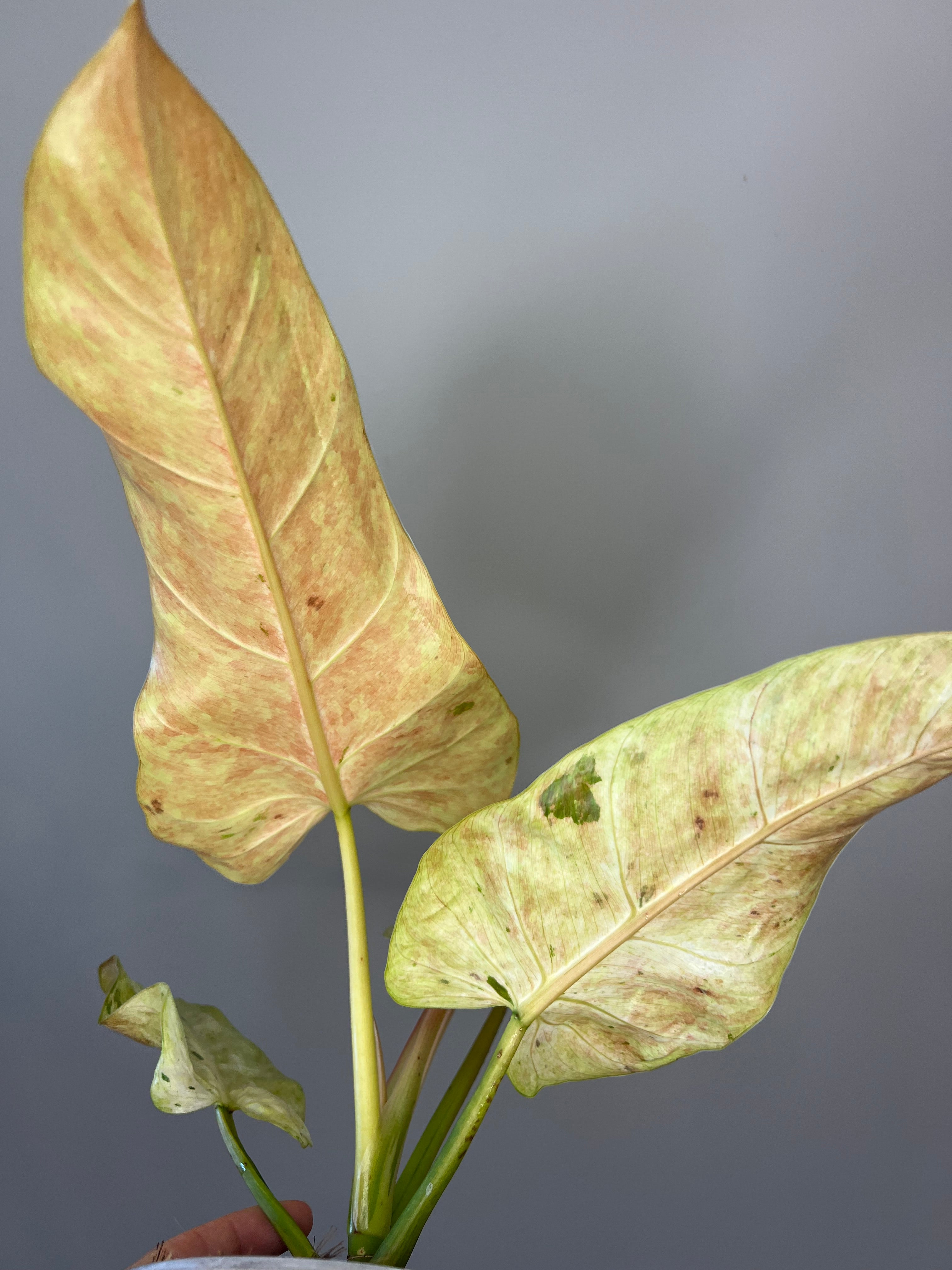 Philodendron Whipple Way - Rare Collector's Philodendron – Bayside