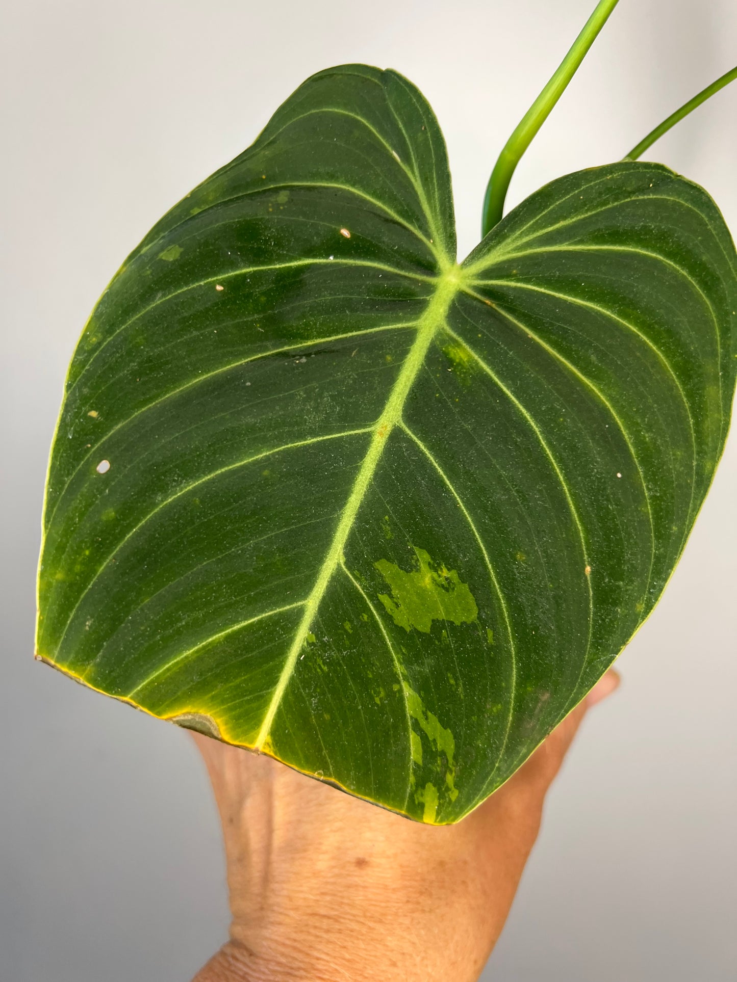 Philodendron Melanocrysum Variegated