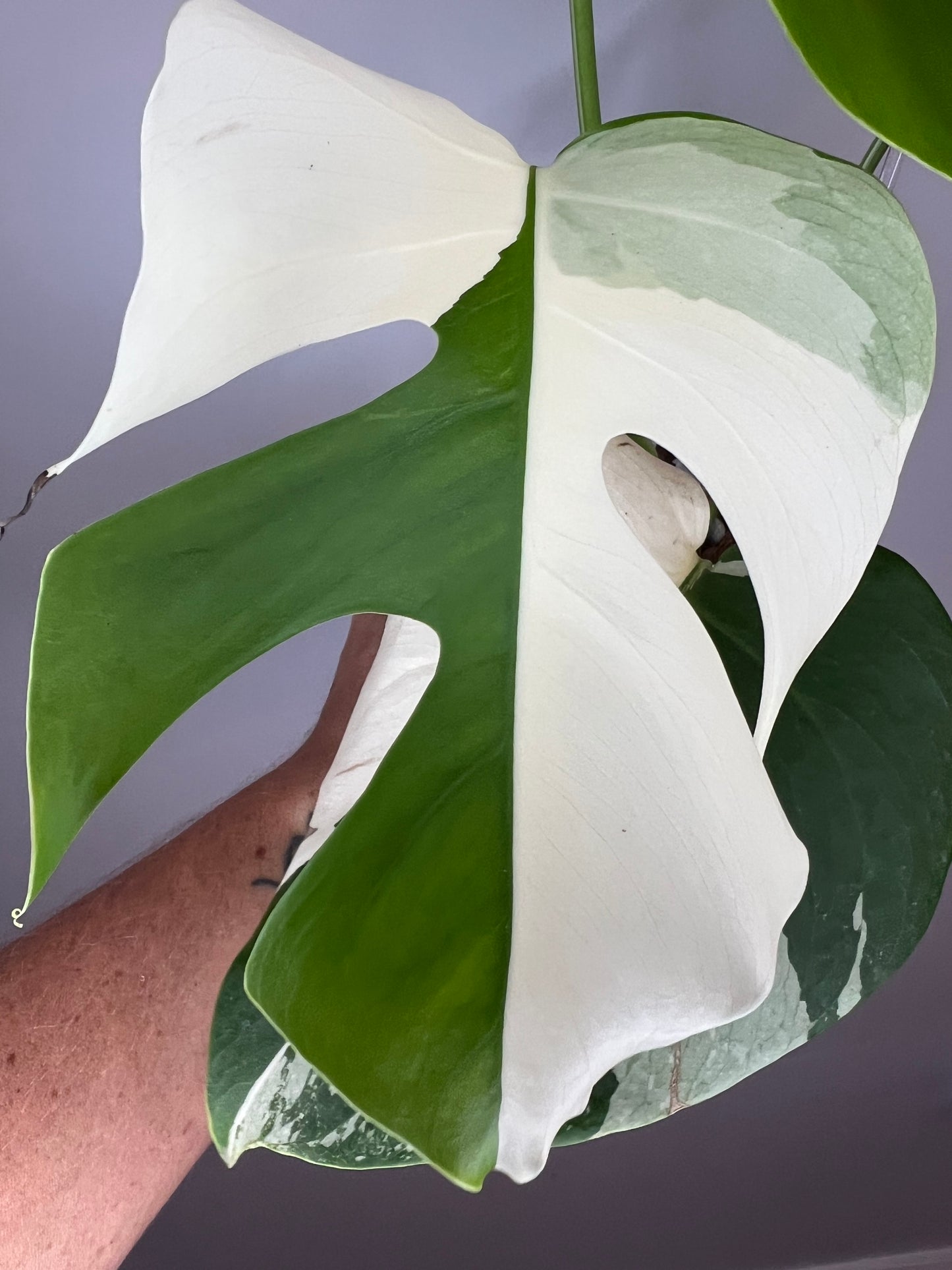 Monstera Borsigiana Albo