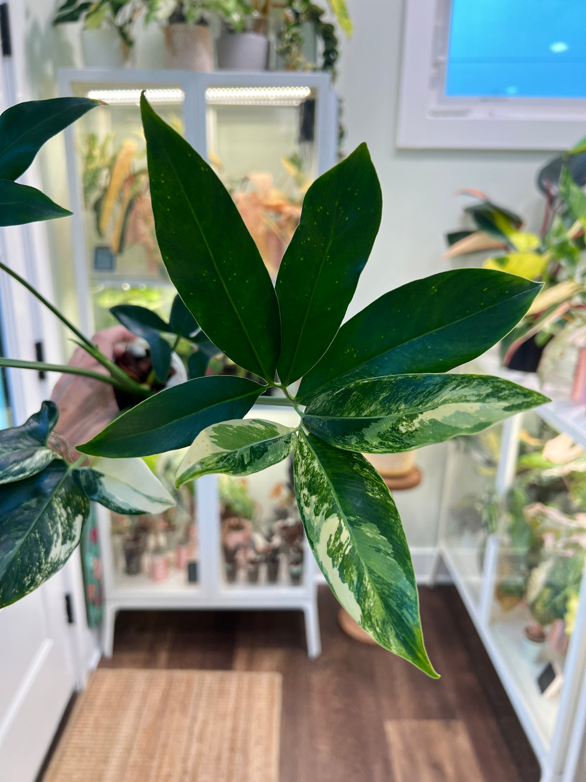 Thaumatophyllum Spruceanum Variegated (Philodendron Goeldii)