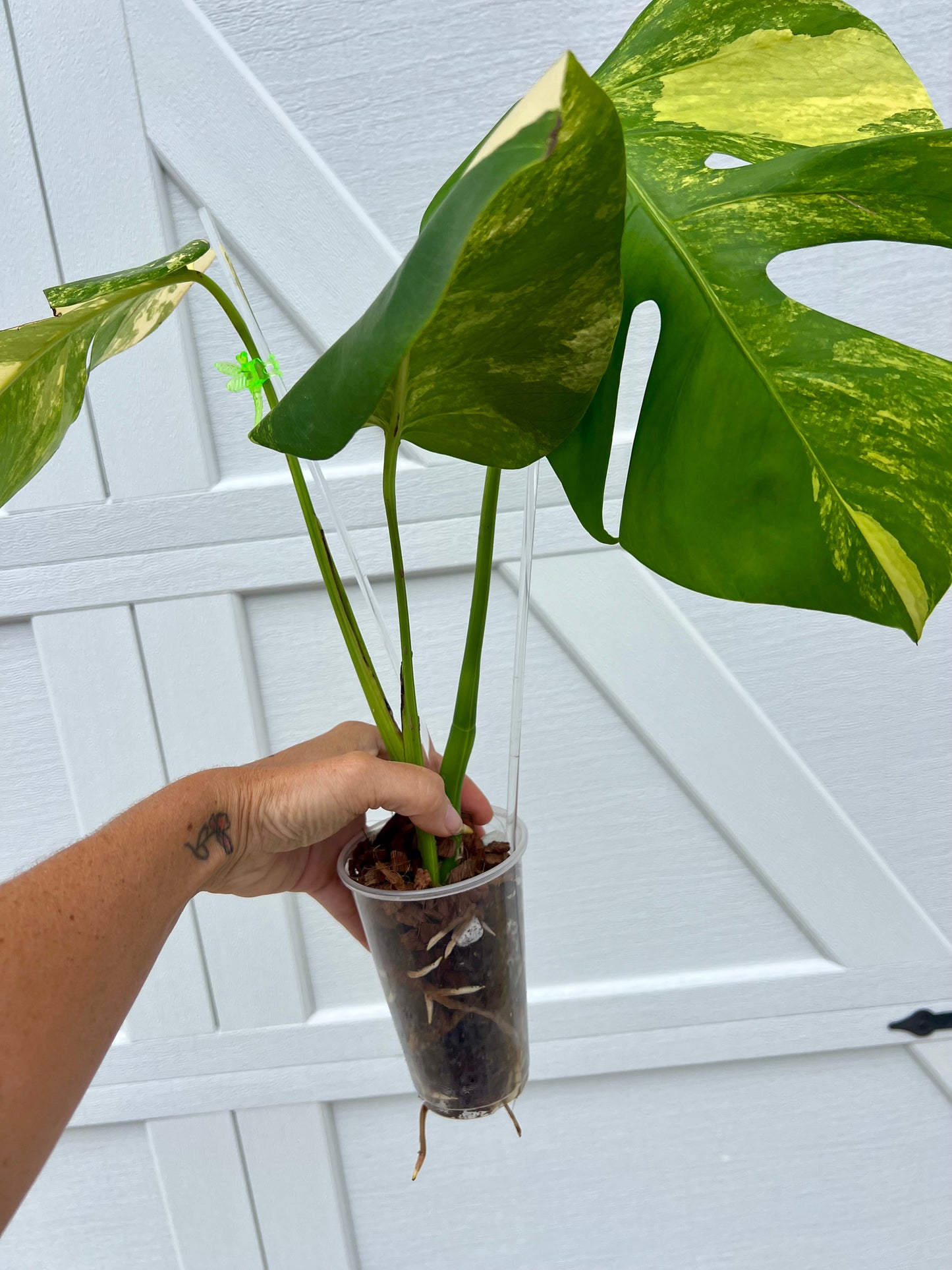 Monstera Borsigiana Aurea