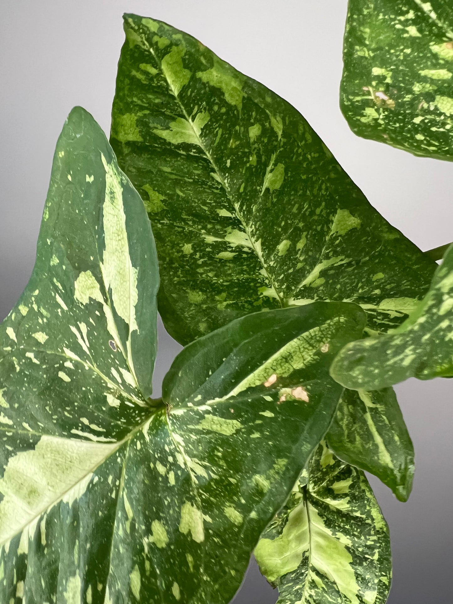 Syngonium Panda Galaxy