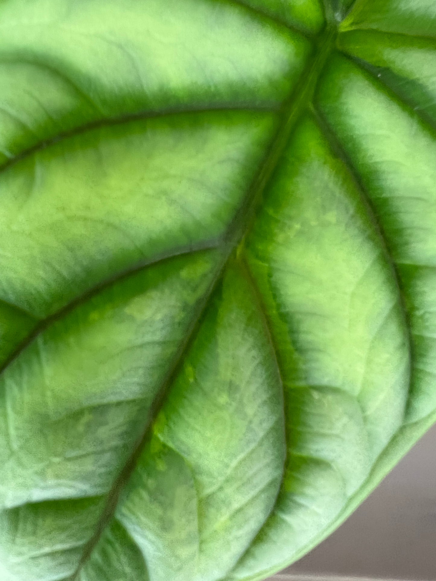 Alocasia Silver Dragon Aurea