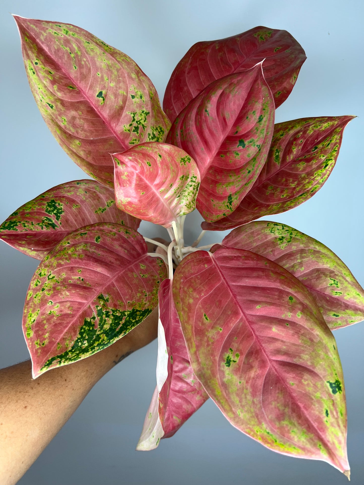 Aglaonema Aden Mutation
