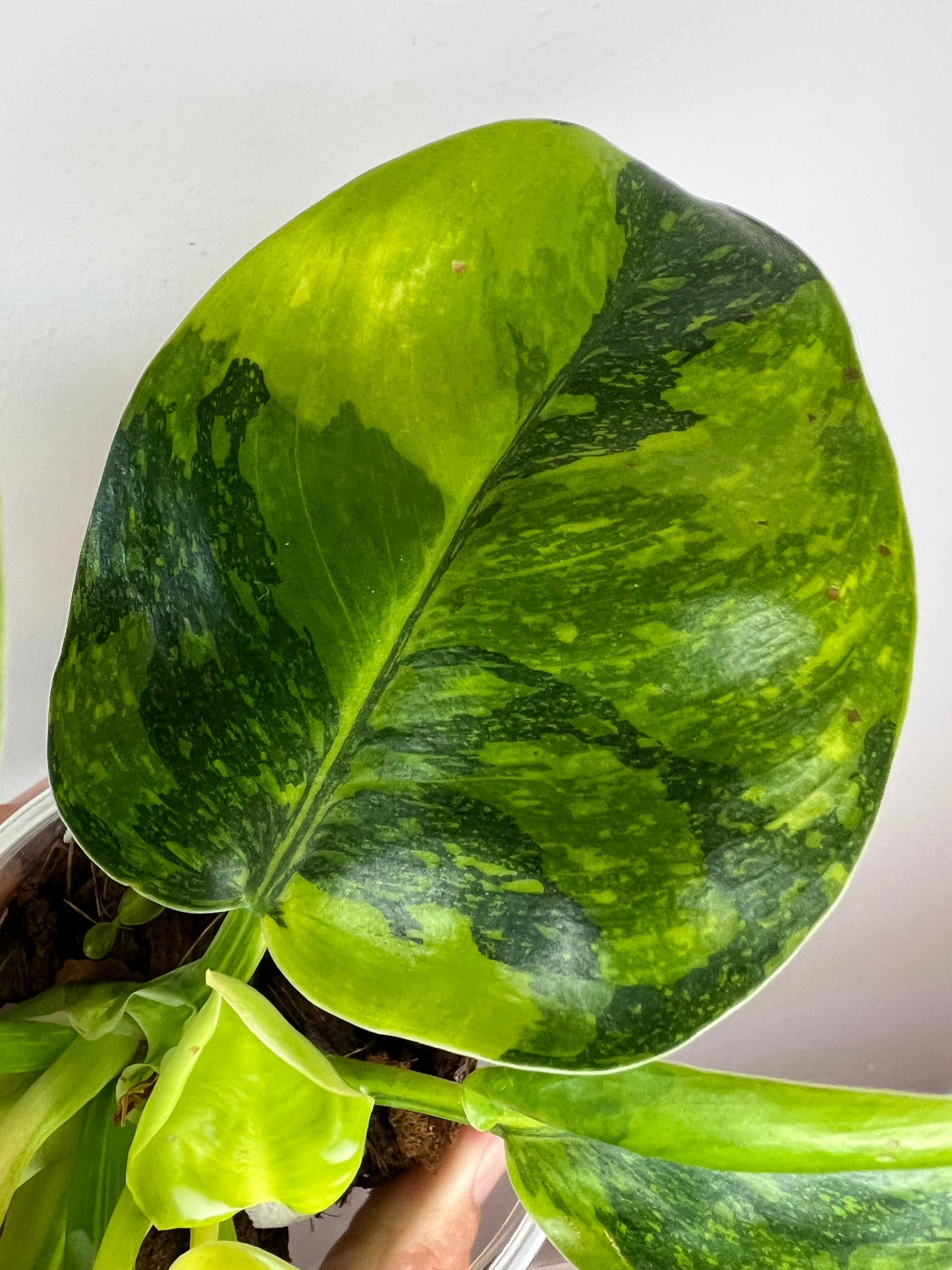 Philodendron Green Congo Nuclear