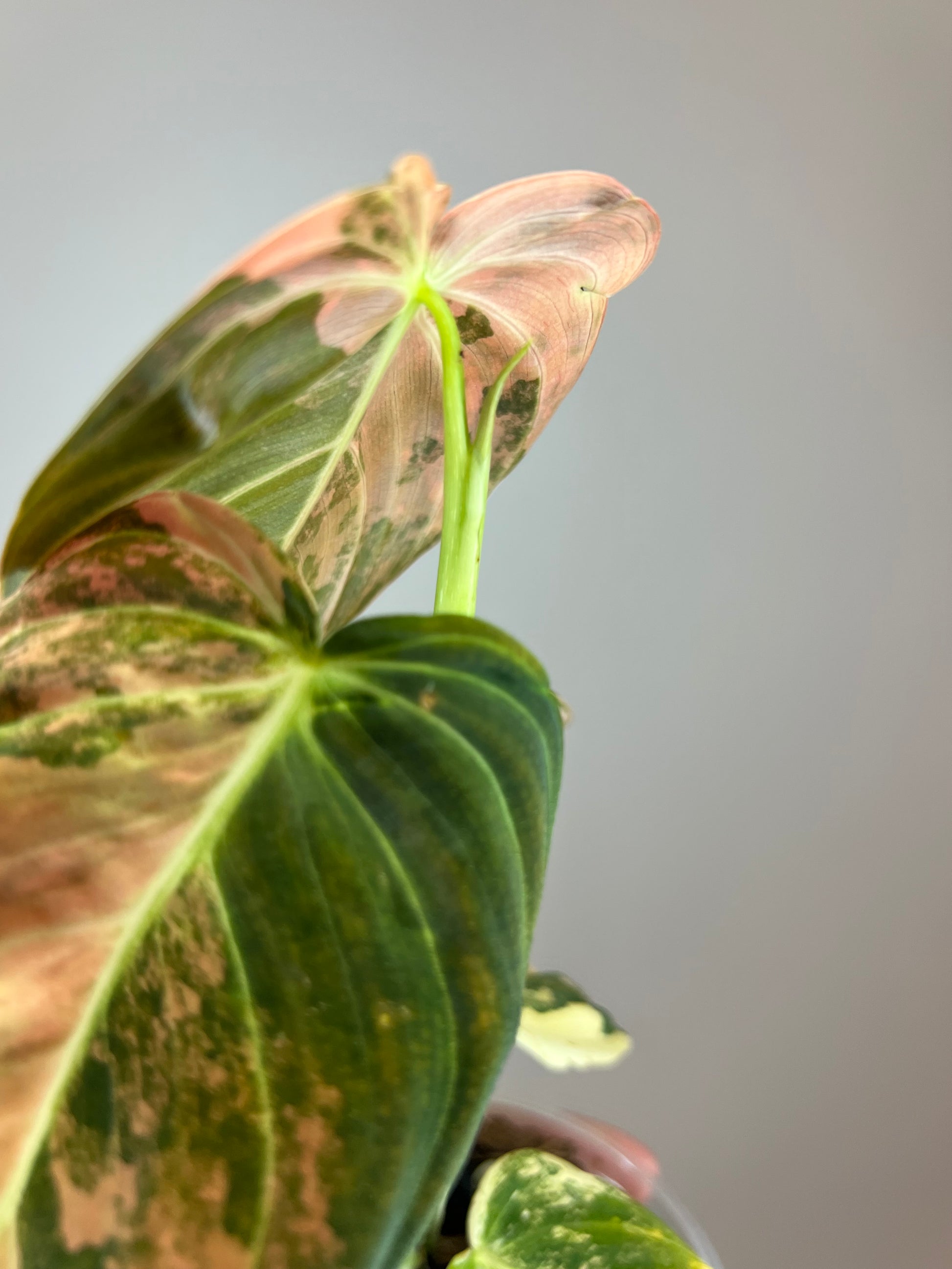 philodendron melanocrysum Philodendron Melanocrysum Orange "Bonfire"