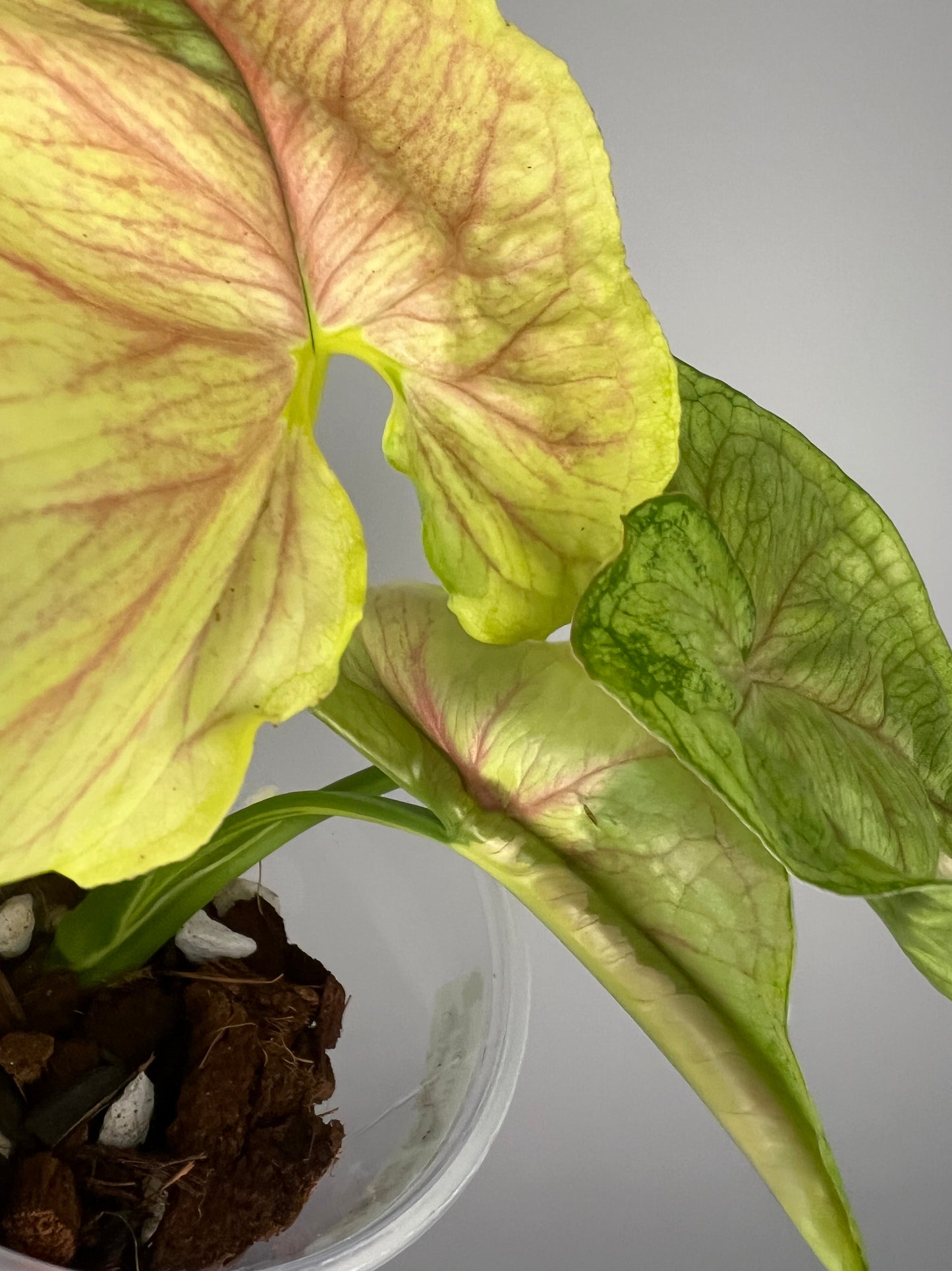 Syngonium Mango Allusion