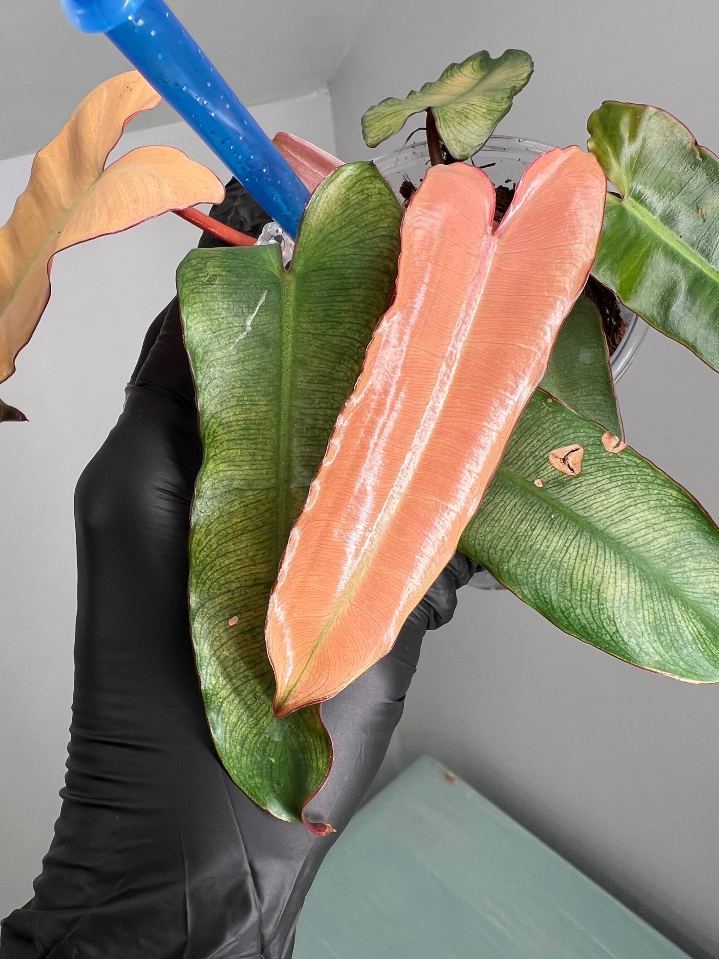 Philodendron Black Billietiea Blue Mint