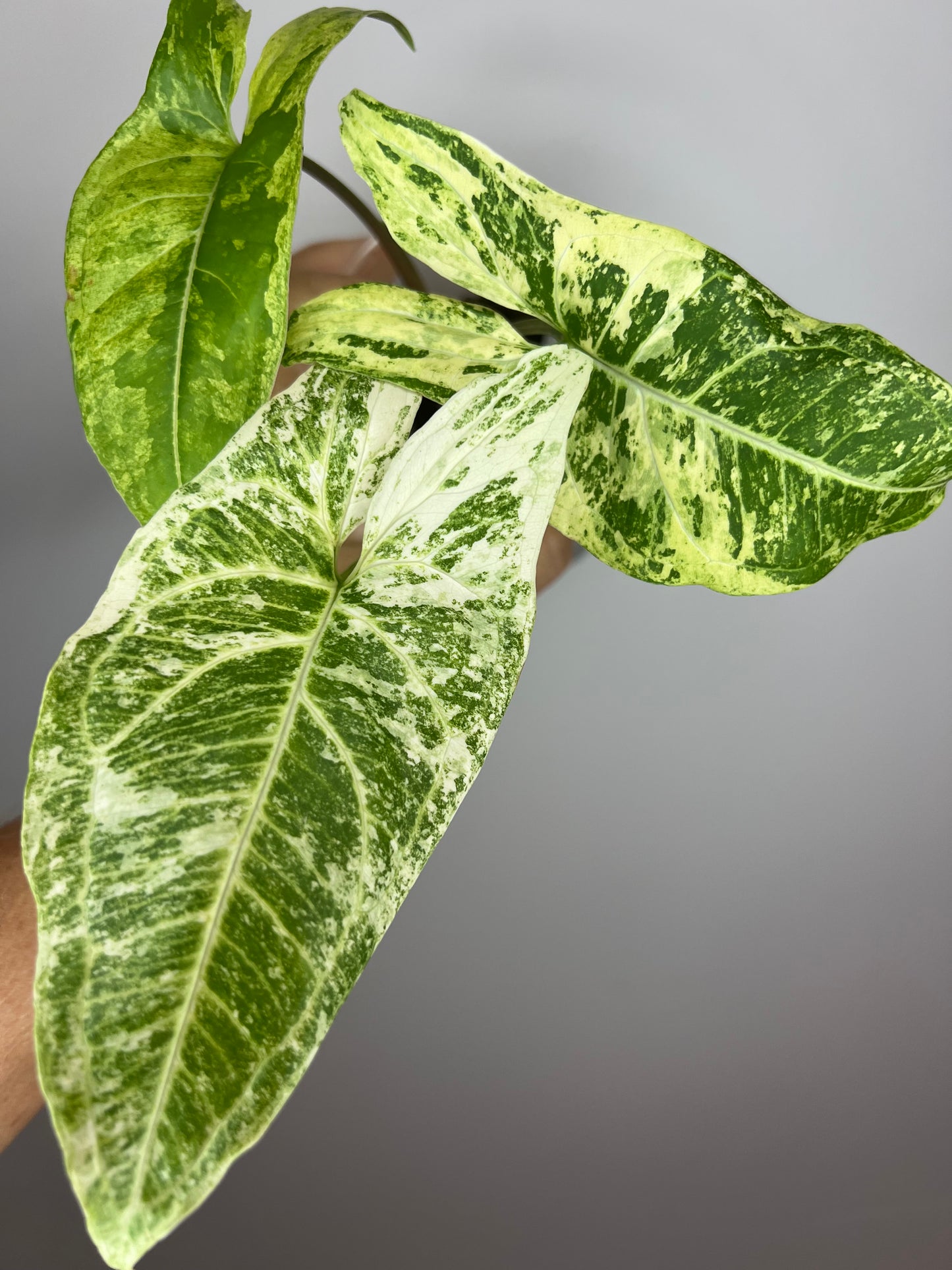 Syngonium Batik Variegated