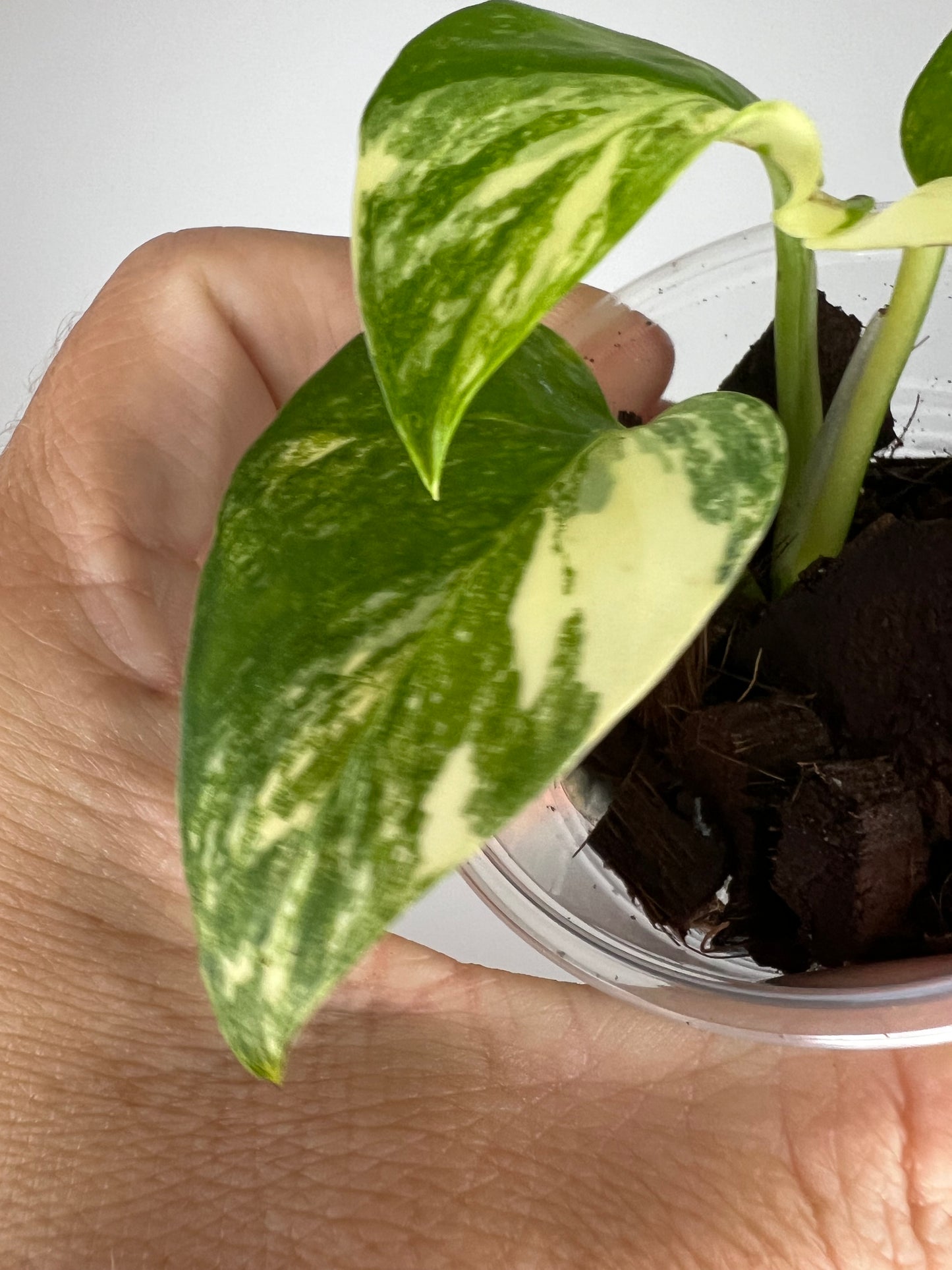 Epipremnum Aureum Colorado Constellation Pothos