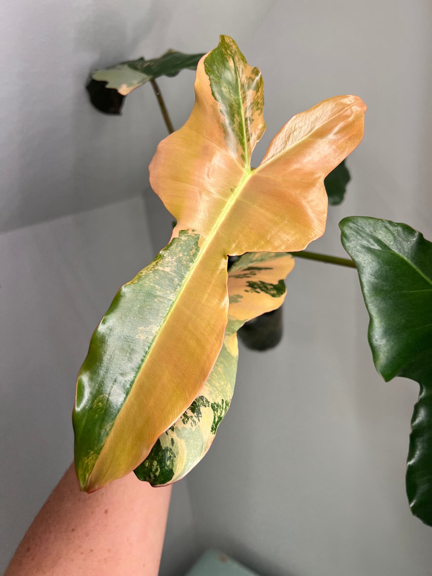Philodendron Brown Beauty Variegated