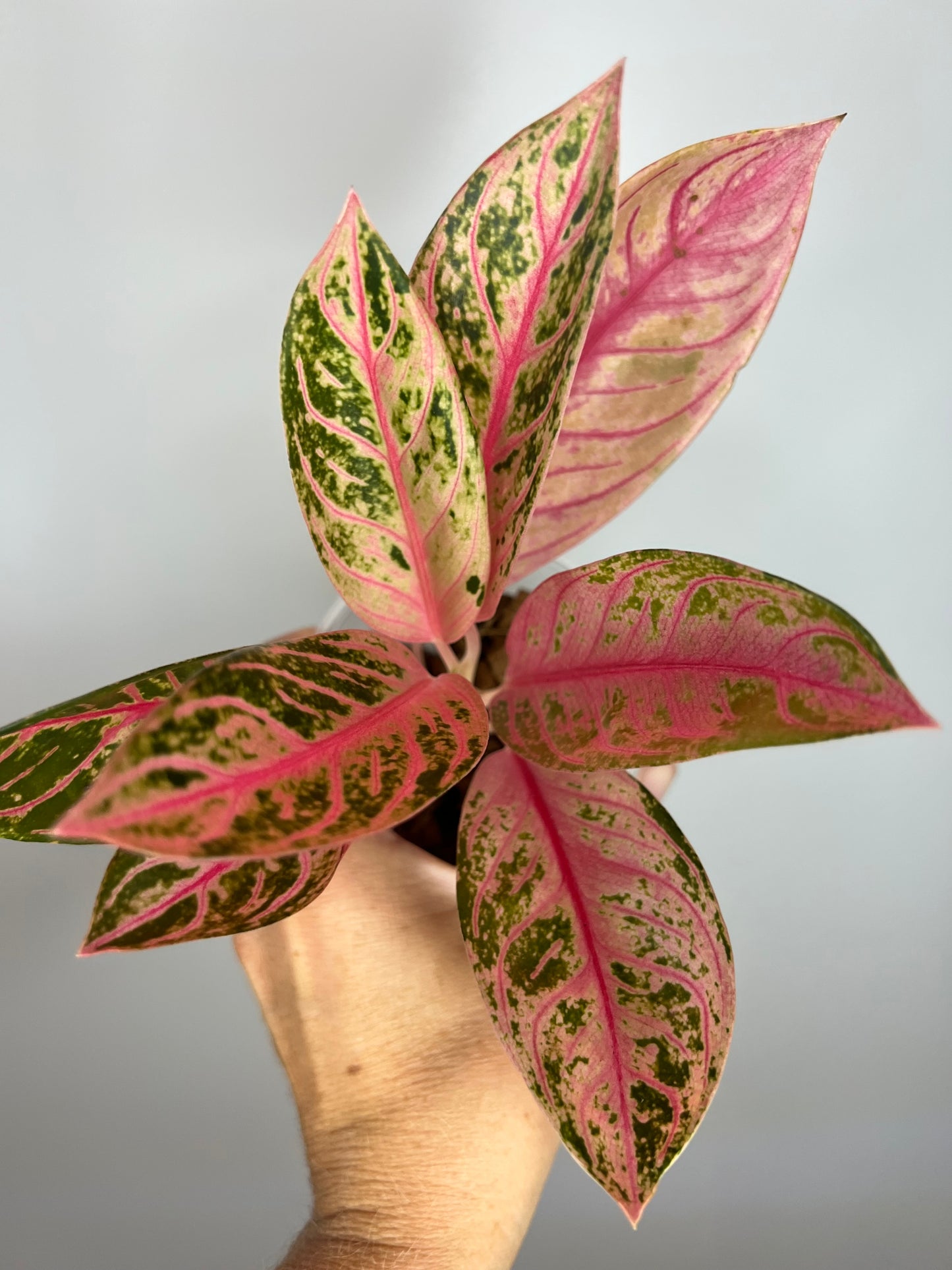 Aglaonema Pride of Sumatra Pink