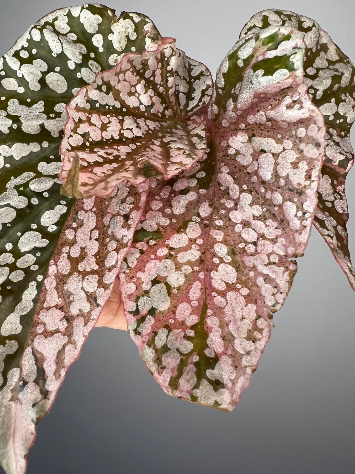 Begonia Snow Capped Pink Variegated