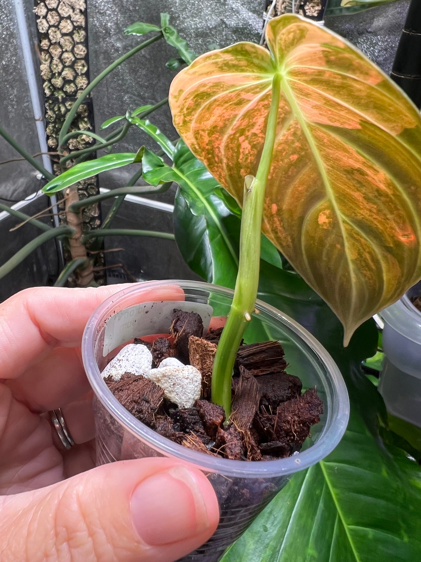 Philodendron Melanocrysum Orange