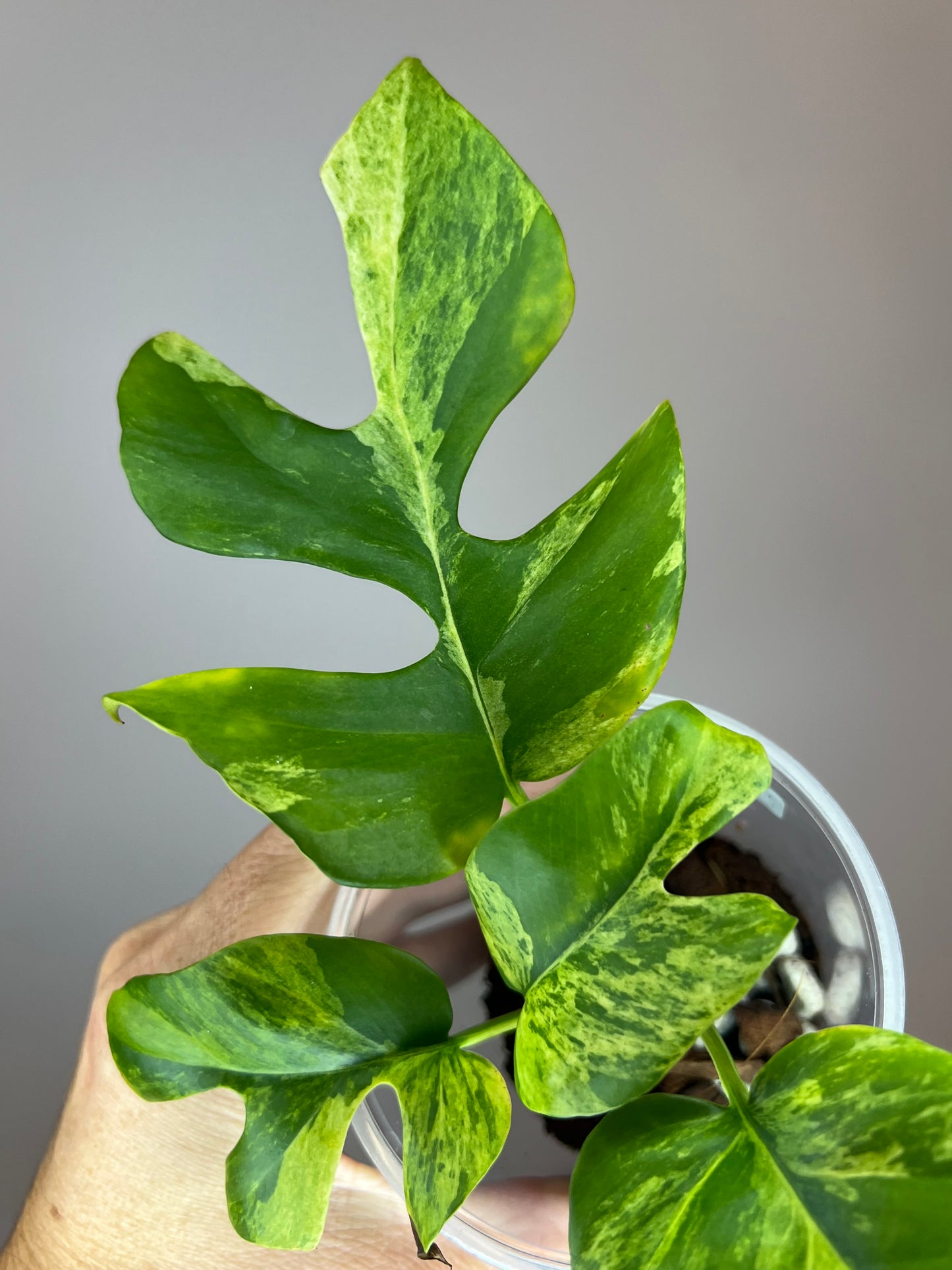 Rhaphidophora Tetrasperma Migma