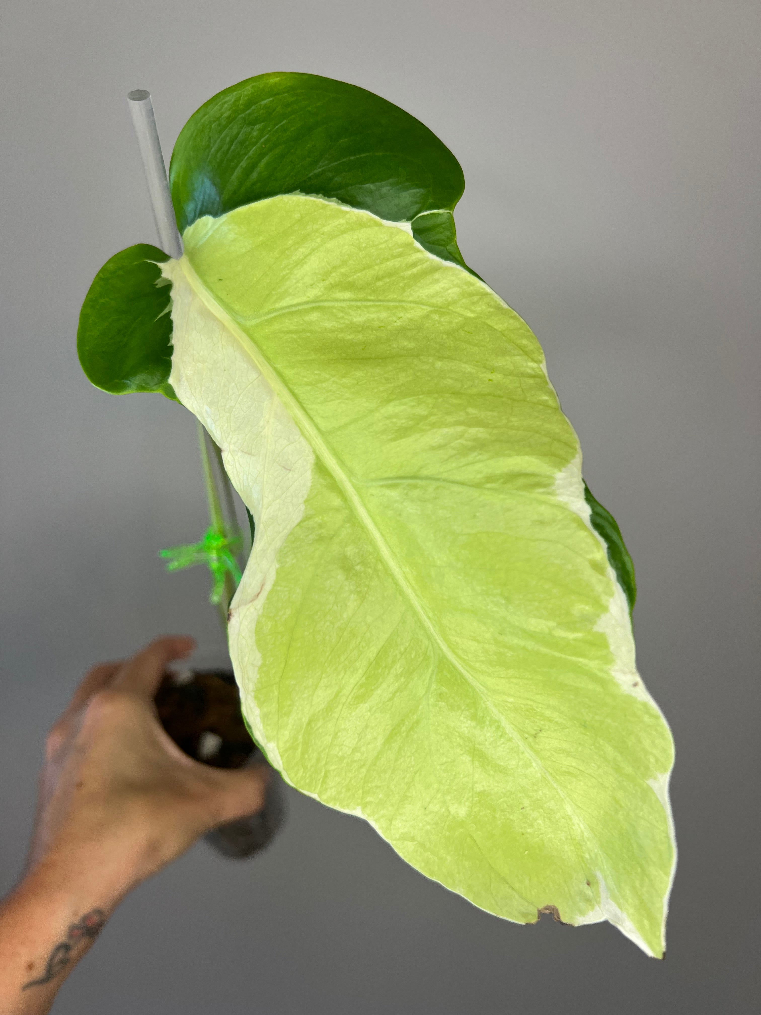 Monstera White Lava - Ultra Rare Variegated Monstera – Bayside