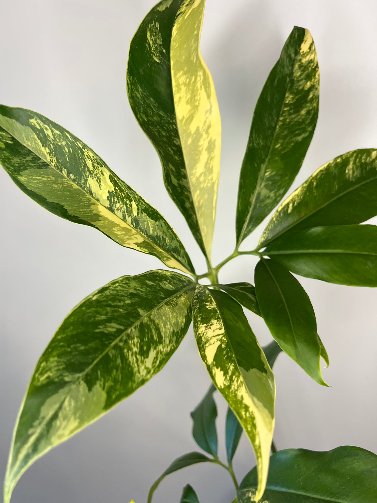 Thaumatophyllum Spruceanum Variegated (Philodendron Goeldii)