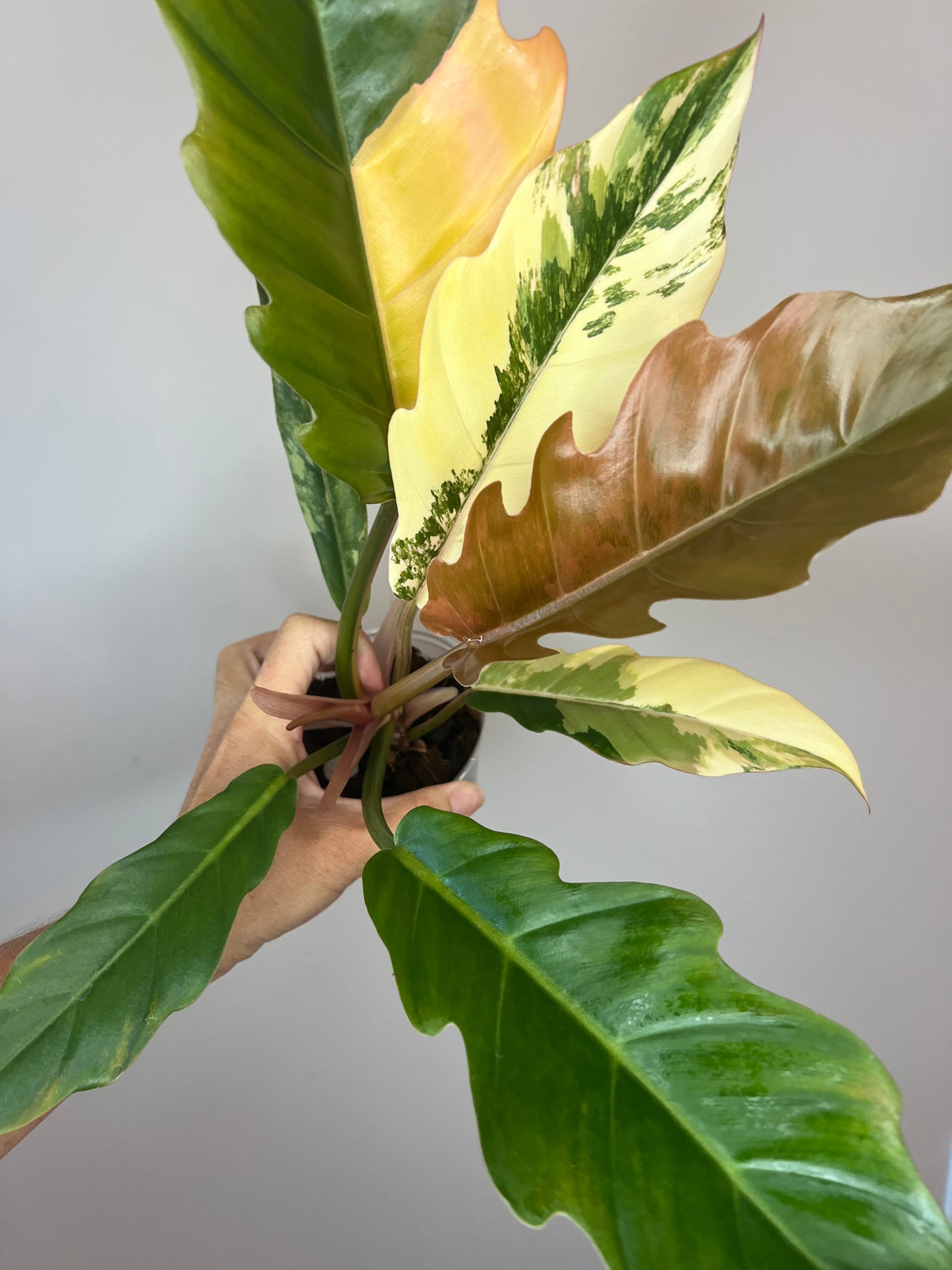 Philodendron Carmel Marble