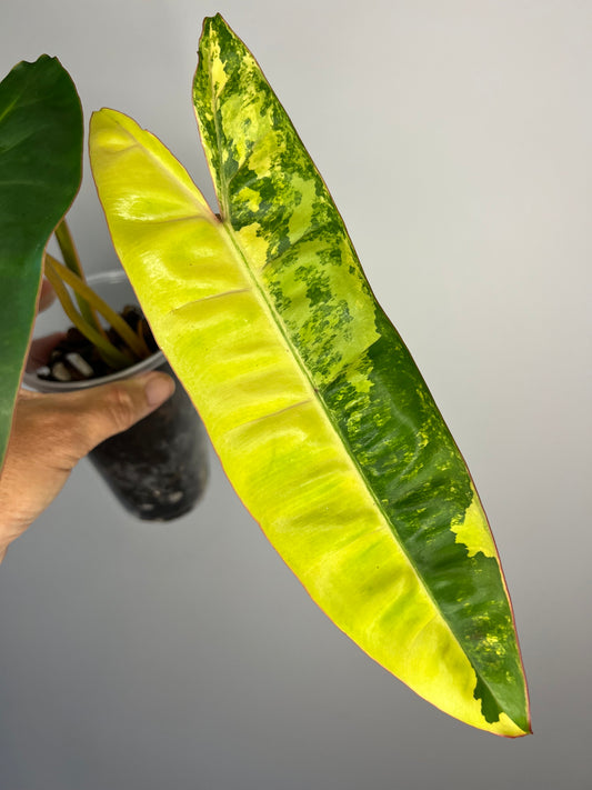 Philodendron Billietiae Variegated