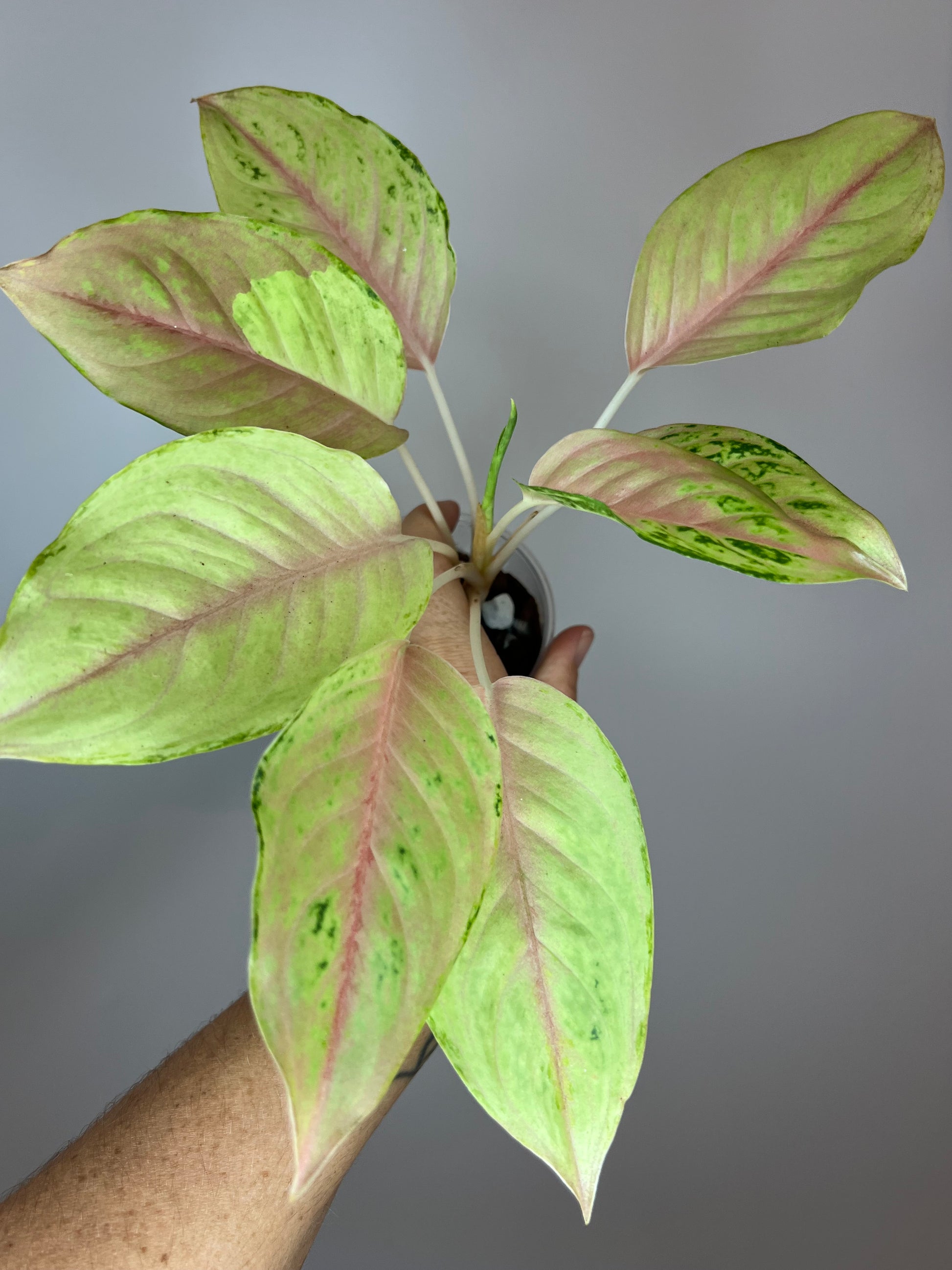 aglaonema unicorn Aglaonema Unicorn