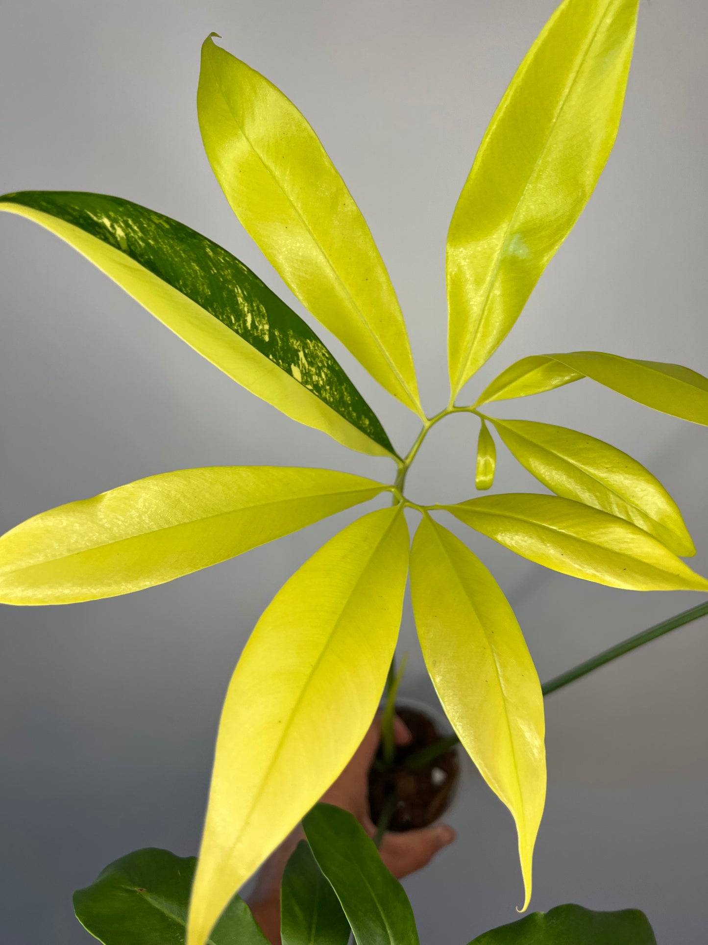 Thaumatophyllum Spruceanum Variegated (Philodendron Goeldii)