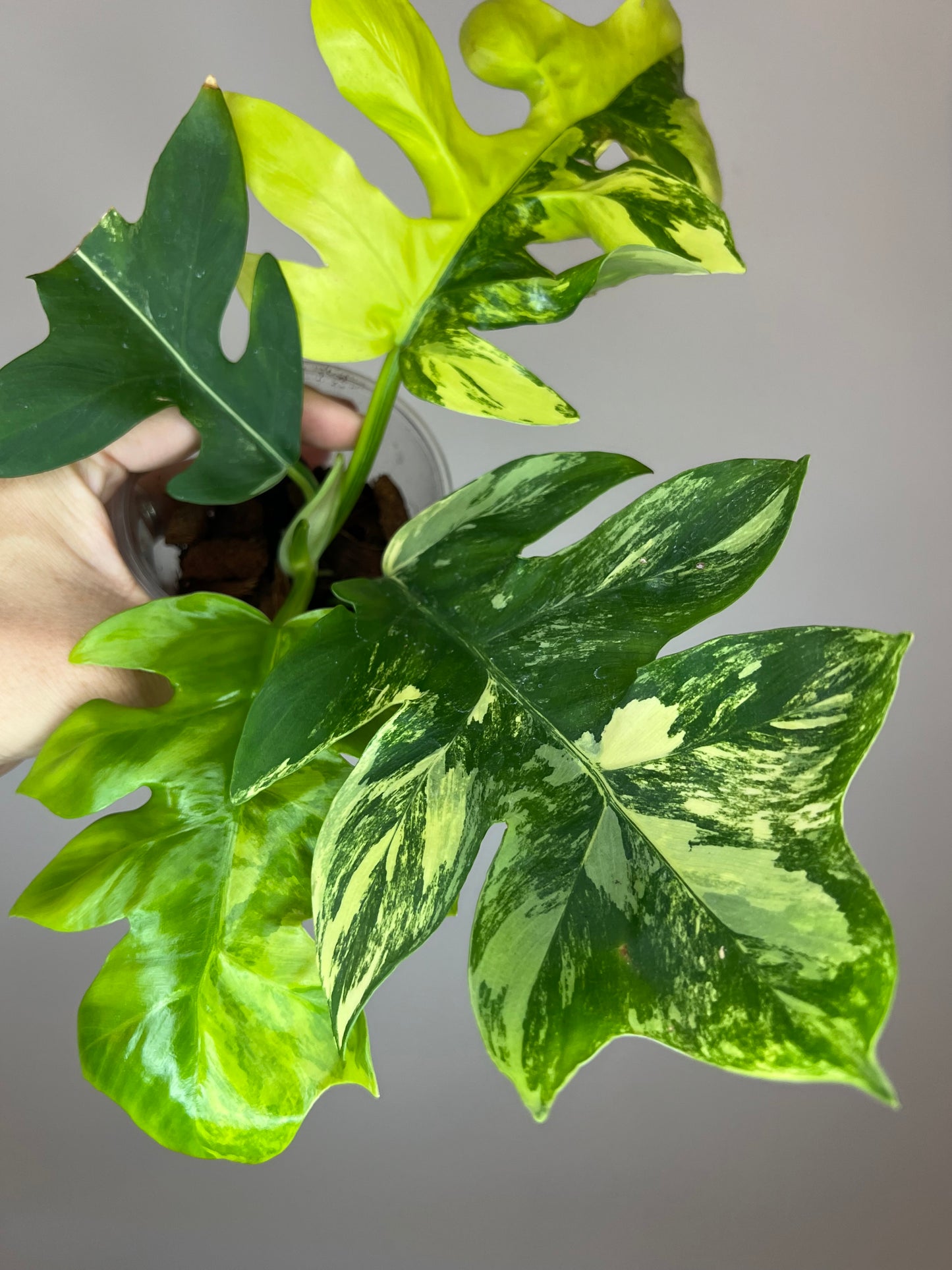 Philodendron Distantilobum Variegated