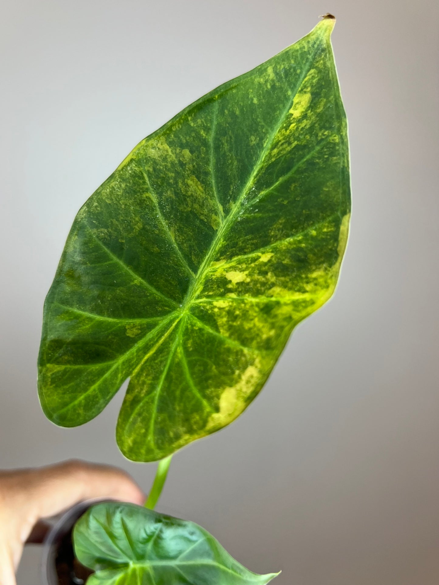 Alocasia Regal Shield Aurea "Blue Jeans"