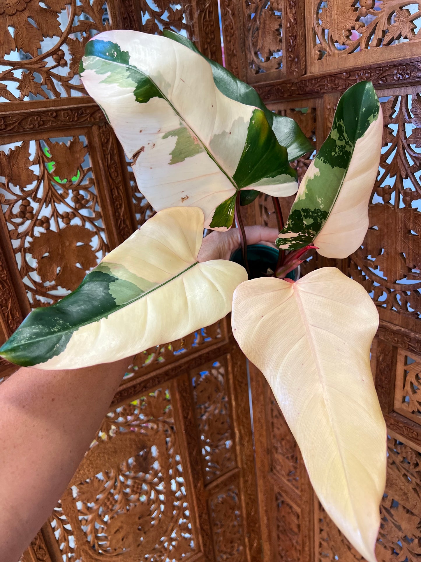Philodendron Dark Lord Variegated